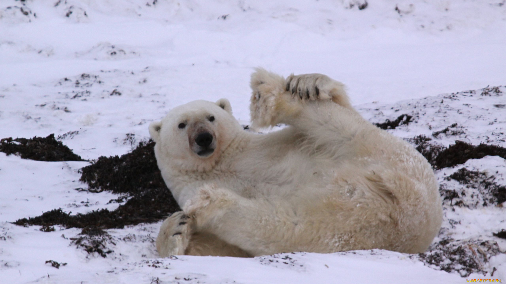 животные, медведи, polar, bear, белый, медведь