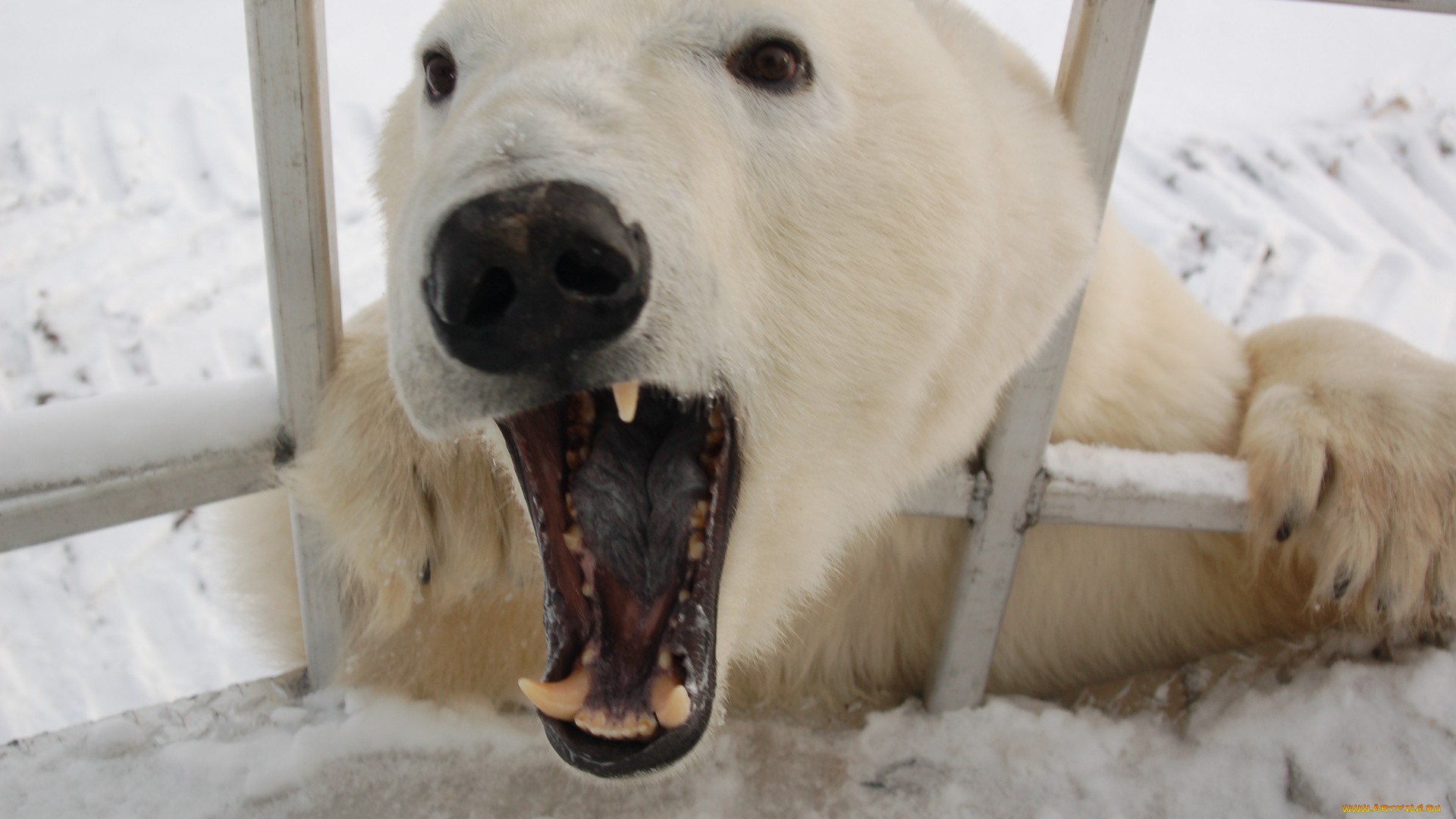 животные, медведи, polar, bear, белый, медведь