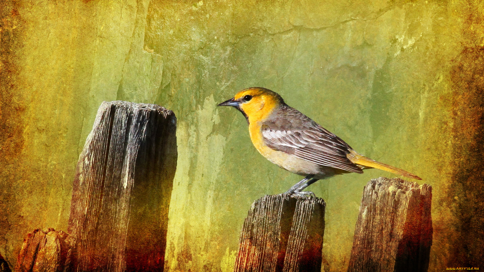 животные, птицы, стиль, фон, птица