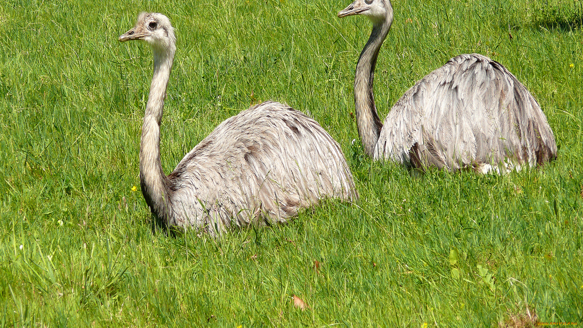 животные, страусы, трава