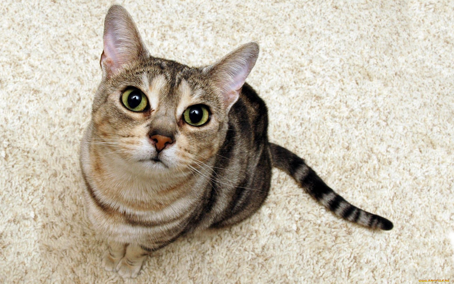 животные, коты, кошка, морда