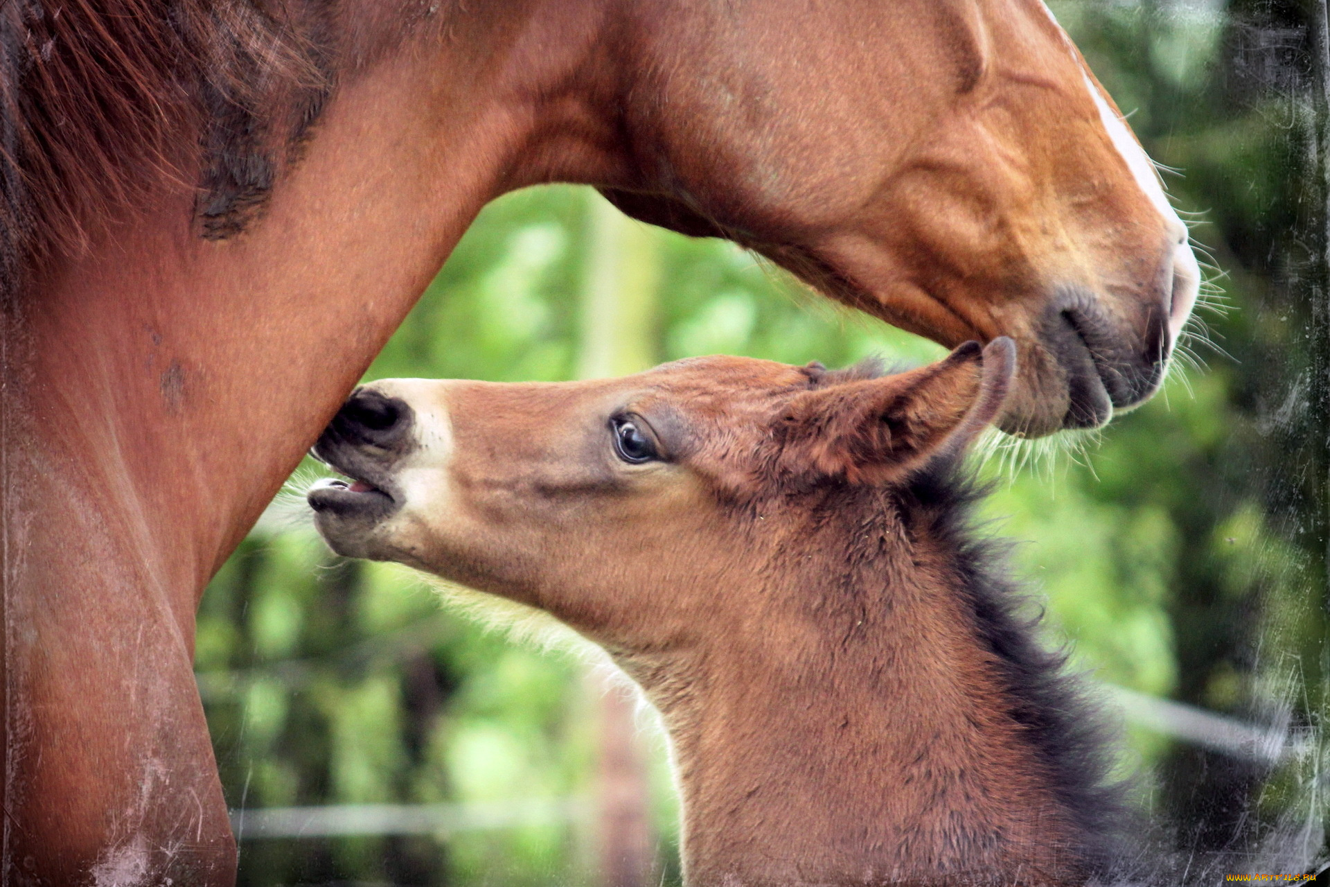животные, лошади, кони, природа, стиль