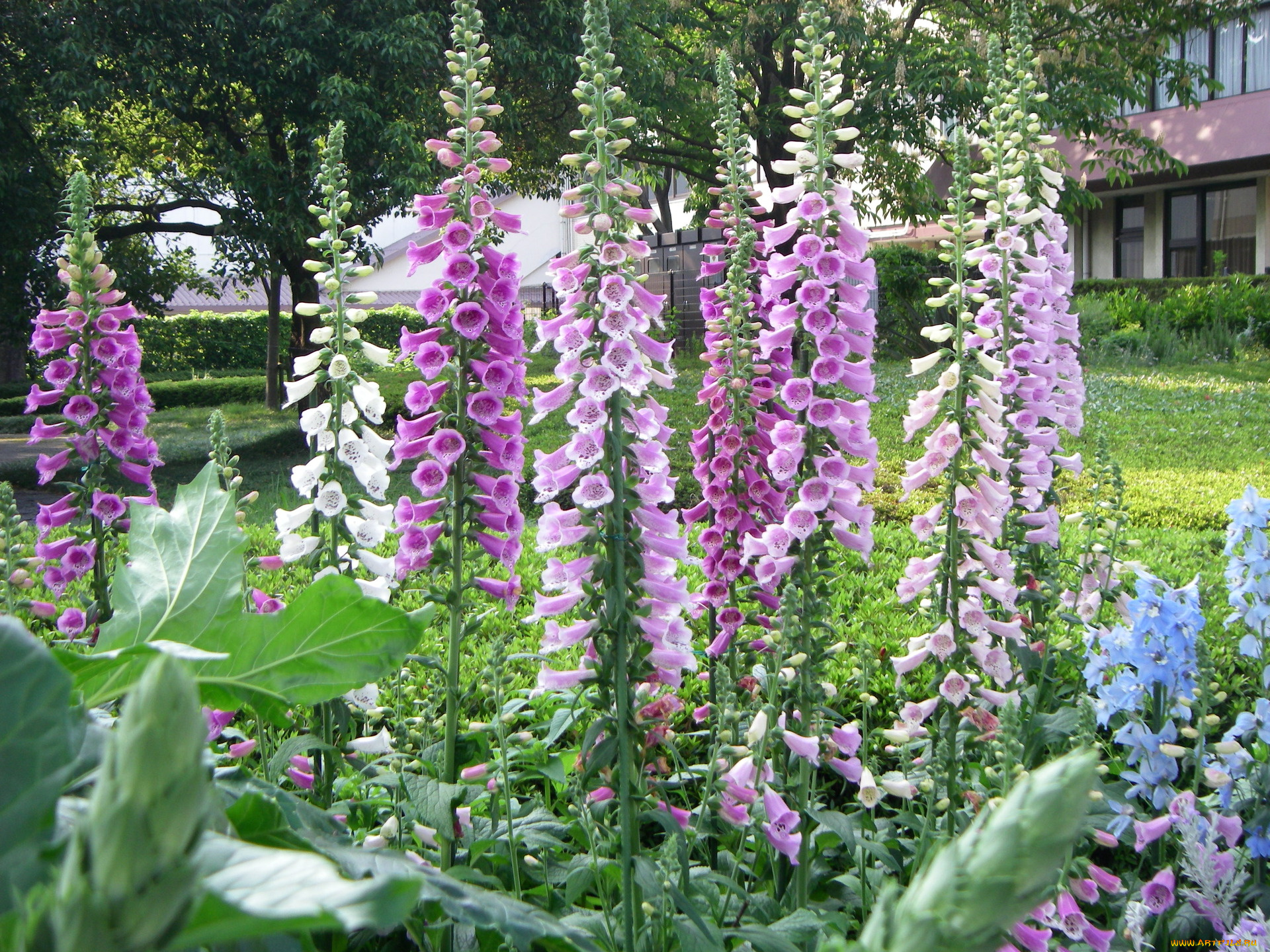 цветы, дигиталис, наперстянка, листья