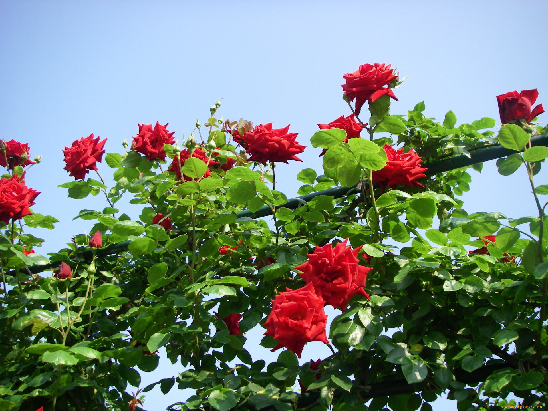 цветы, розы, листья