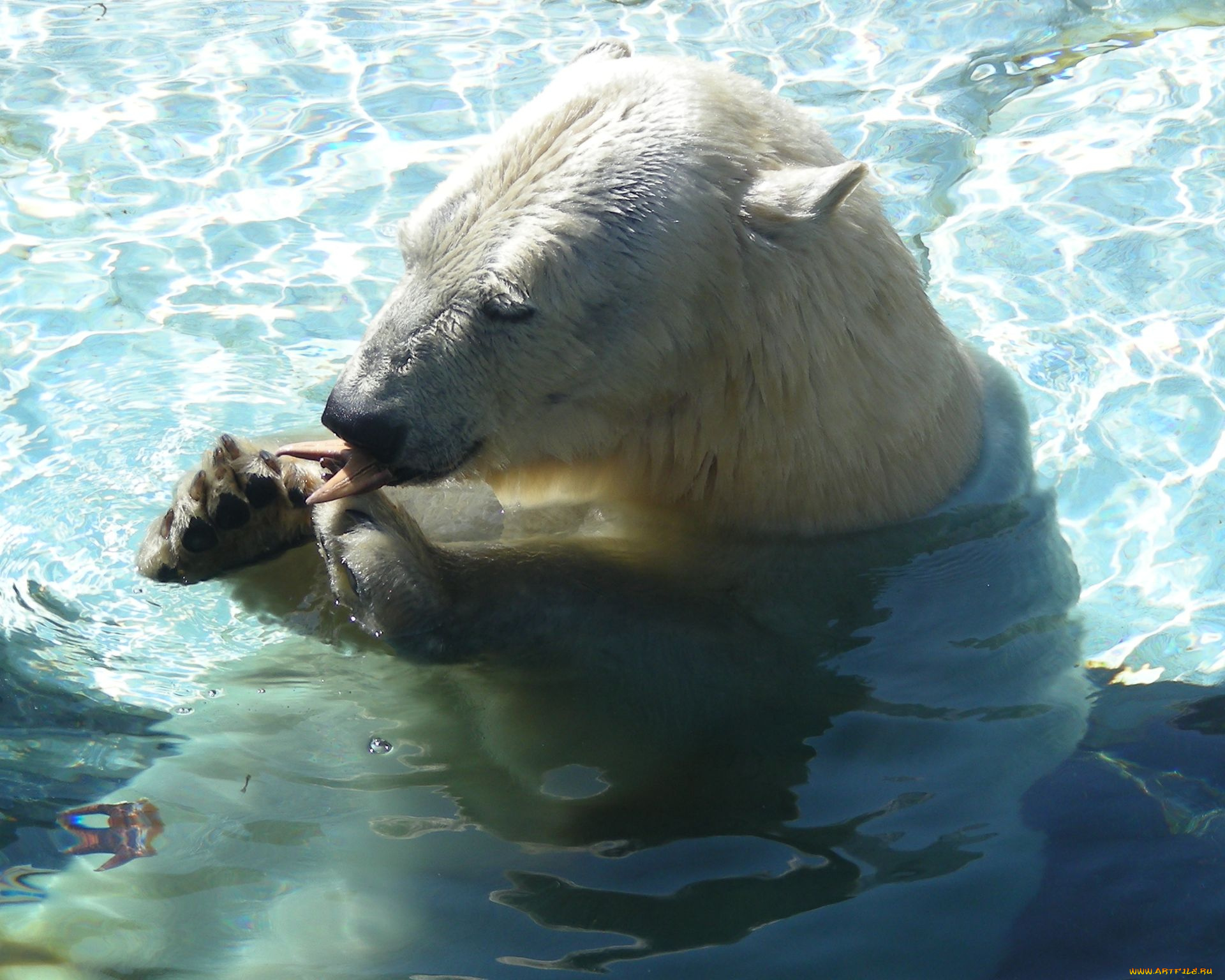 животные, медведи, polar, bear, белый, медведь