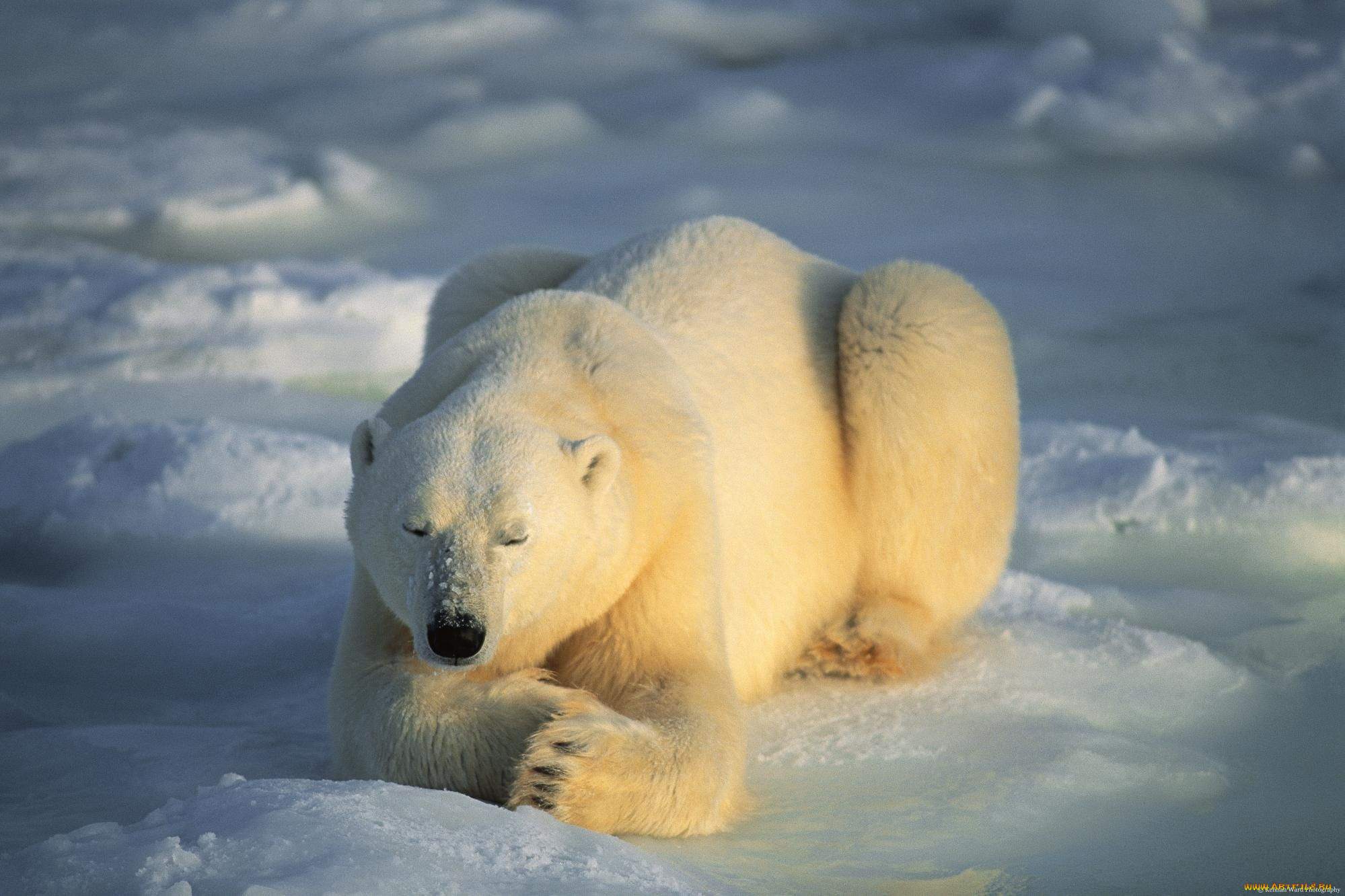 животные, медведи, белый, медведь, polar, bear