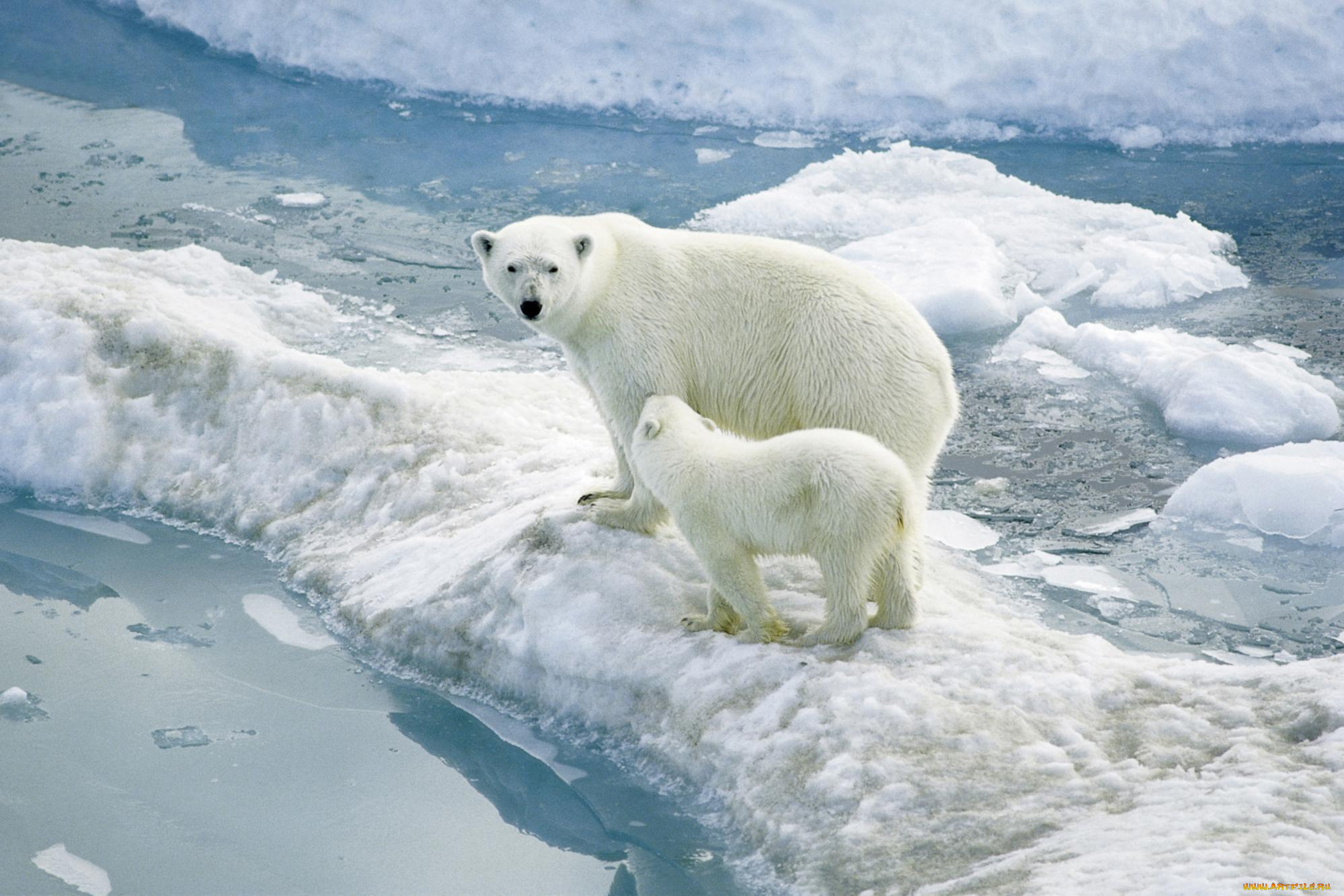 животные, медведи, льдины, медведица, медвежонок, polar, bears, белые