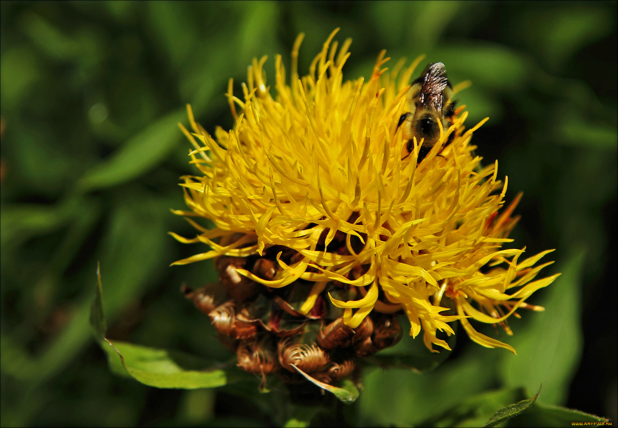 цветы, желтый, букашка