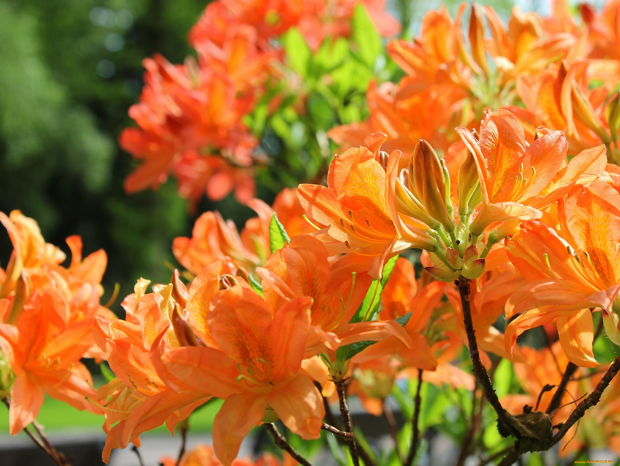 цветы, рододендроны, азалии, оранжевый