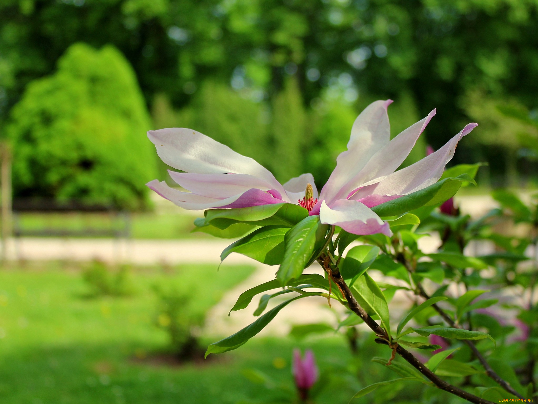 цветы, магнолии, лепестки