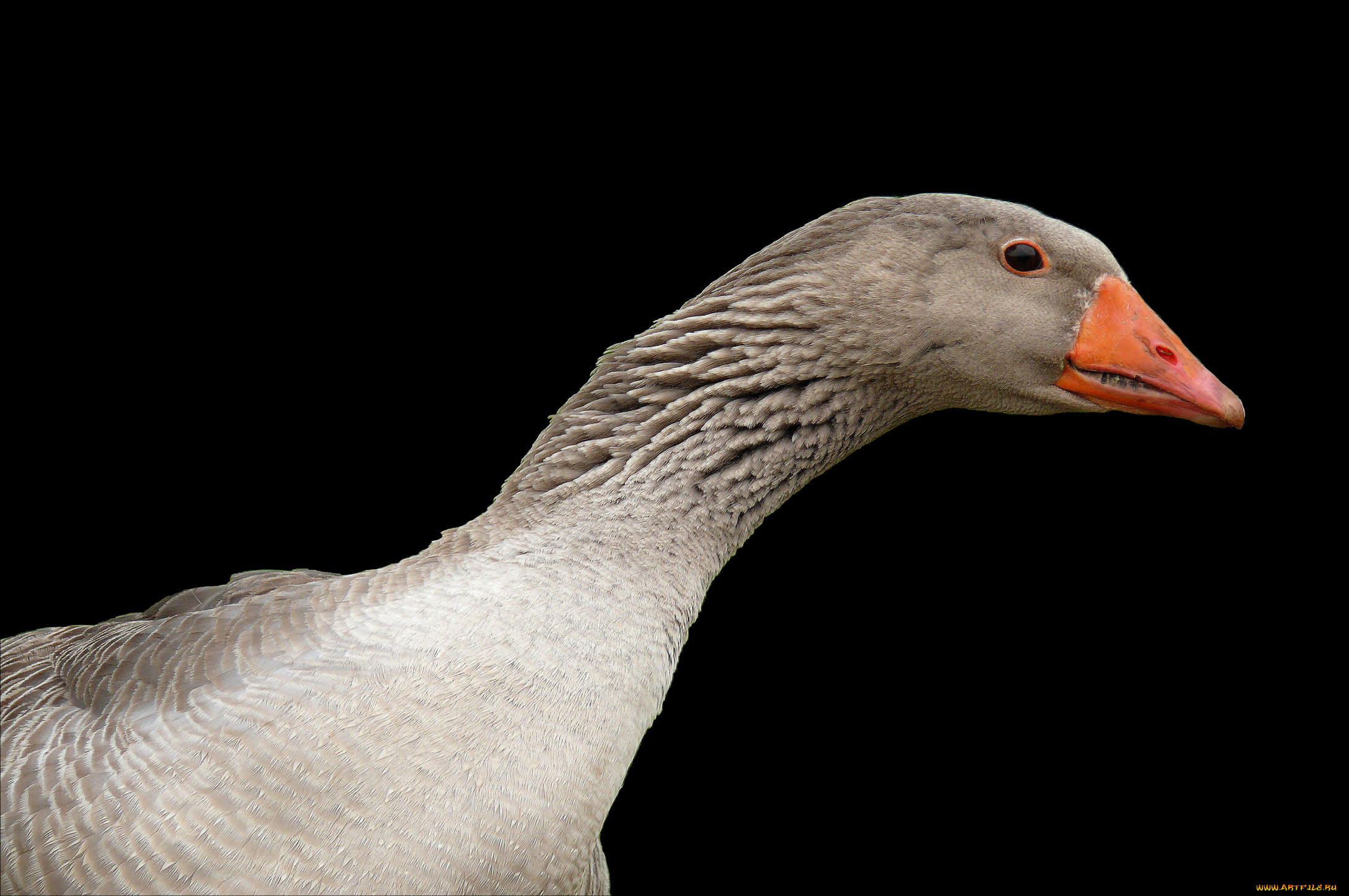 животные, гуси, гусь, клюв