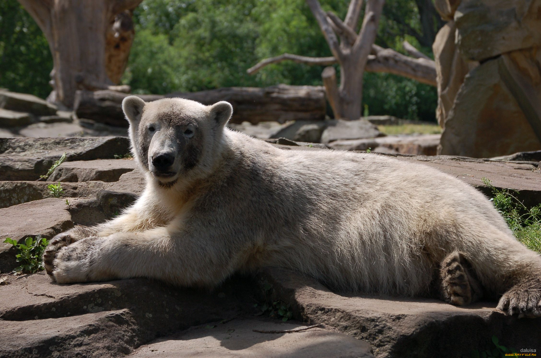 животные, медведи, polar, bear, белый, медведь