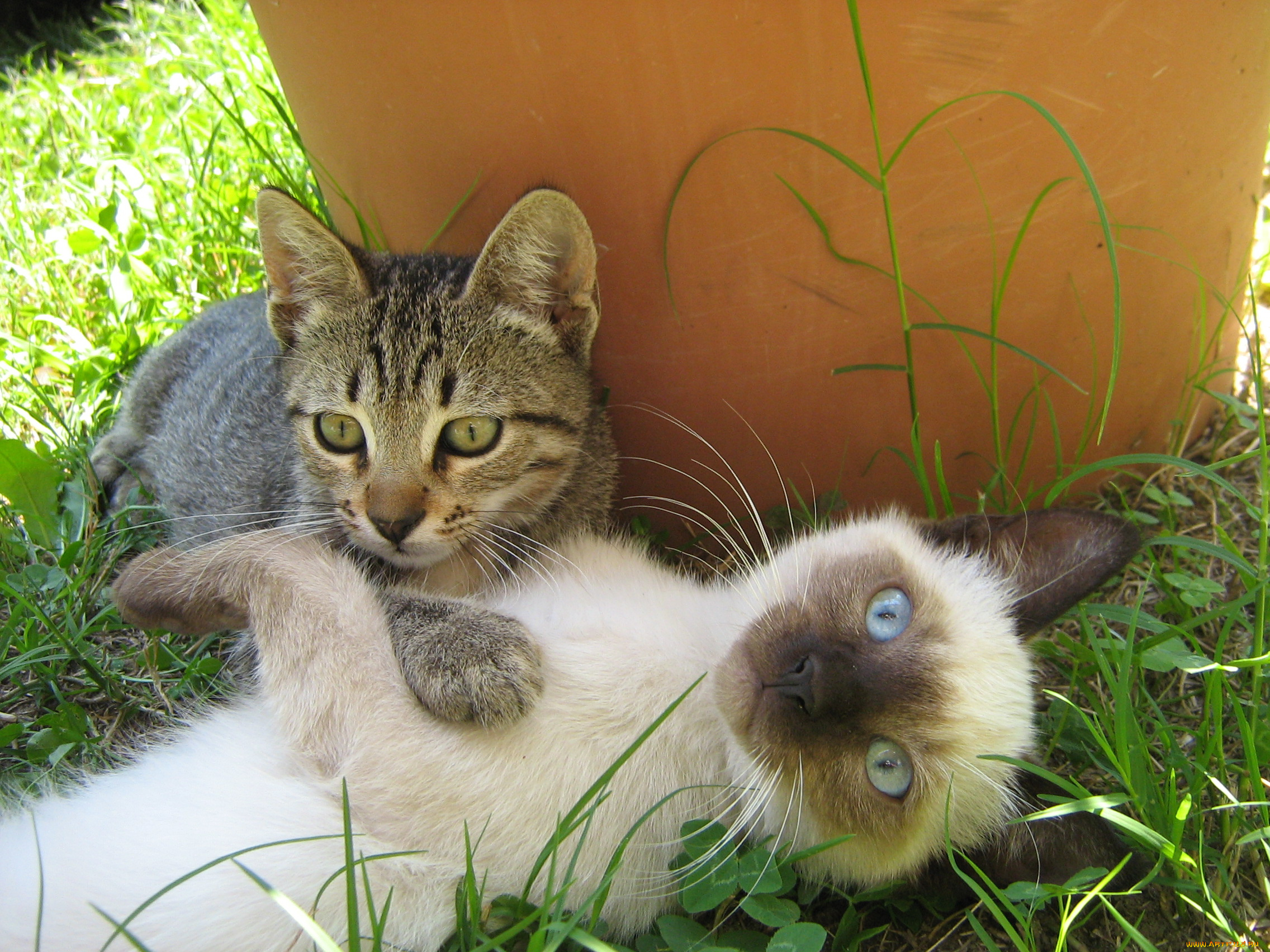 животные, коты, котята