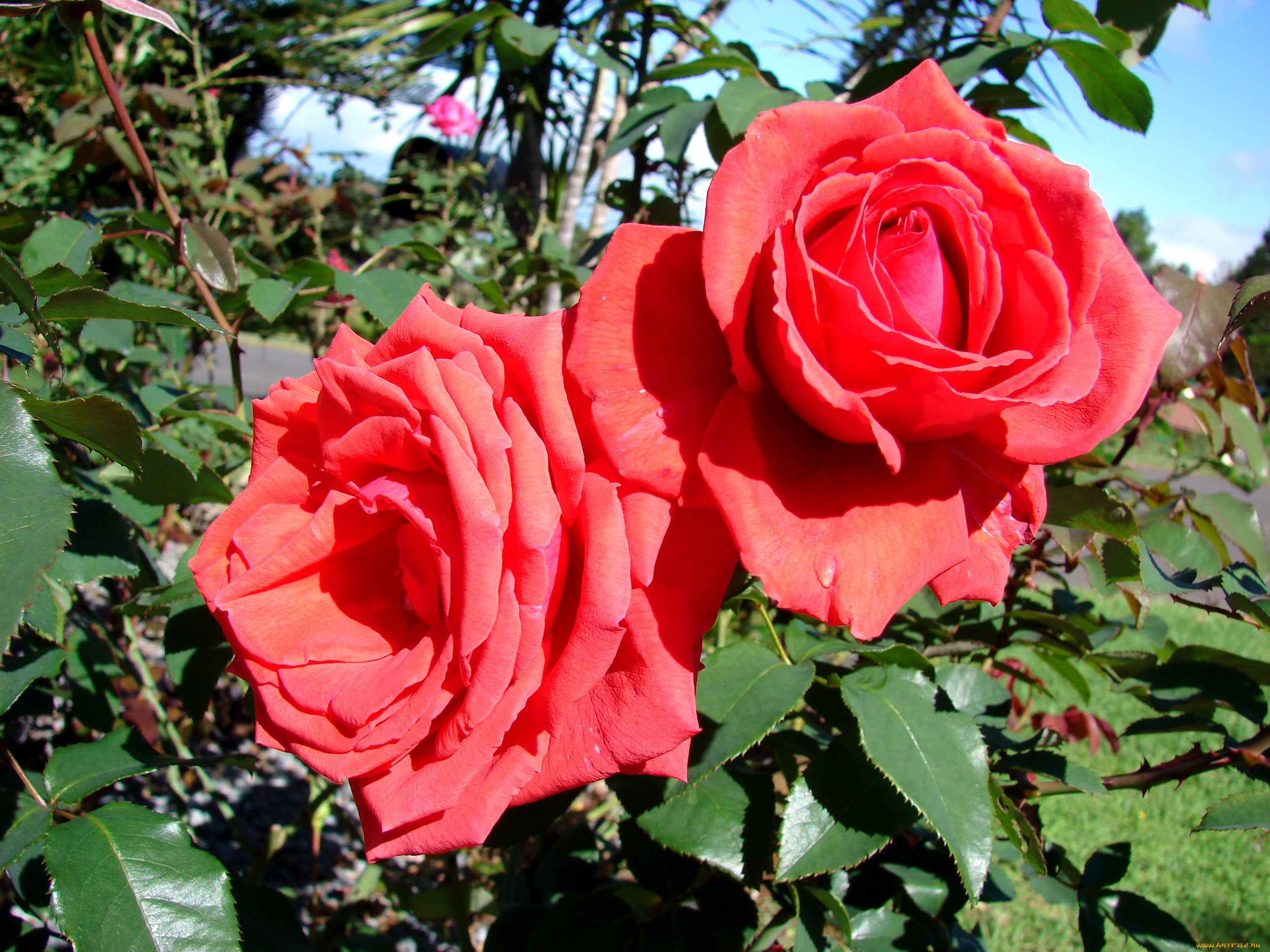 цветы, розы