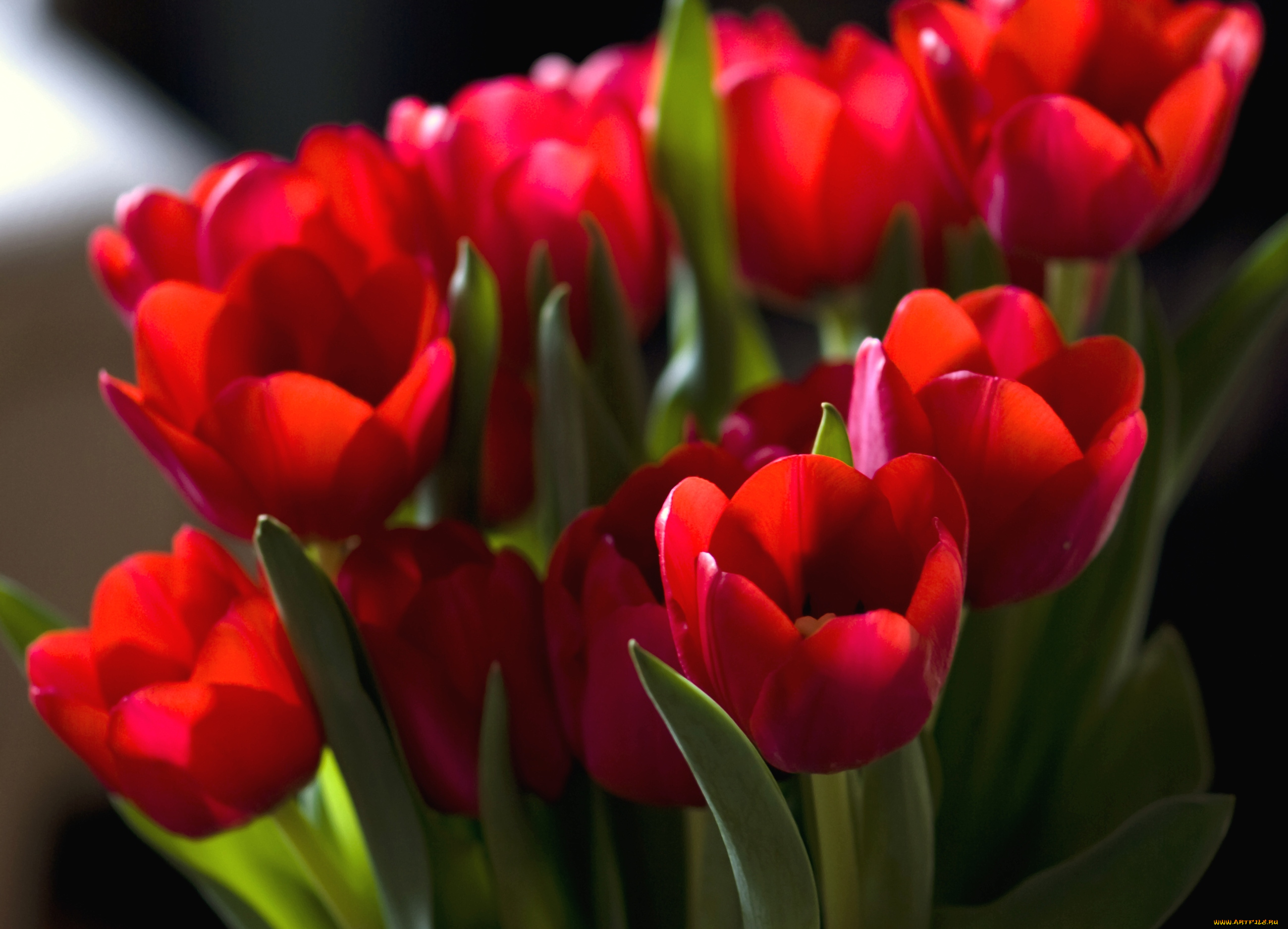 цветы, тюльпаны, красный, букет