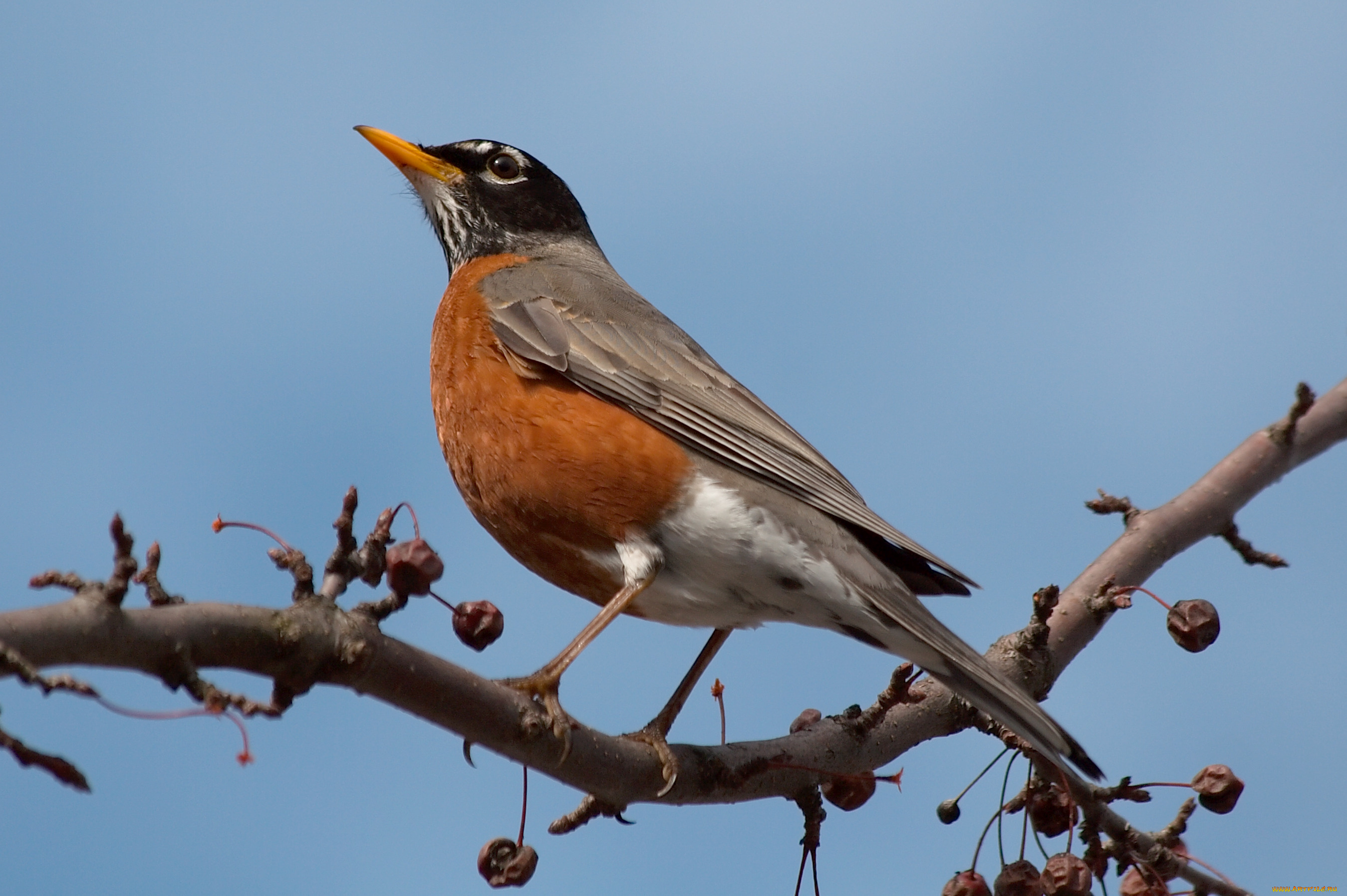 американский, робин, turdus, migratorius, животные, зарянки, малиновки, дрозд