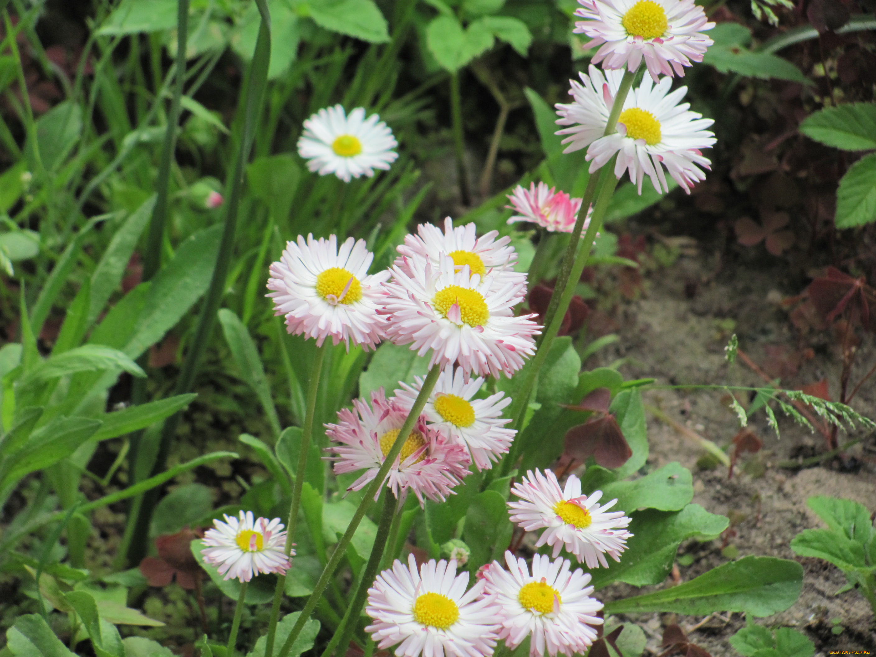 цветы, маргаритки, белый