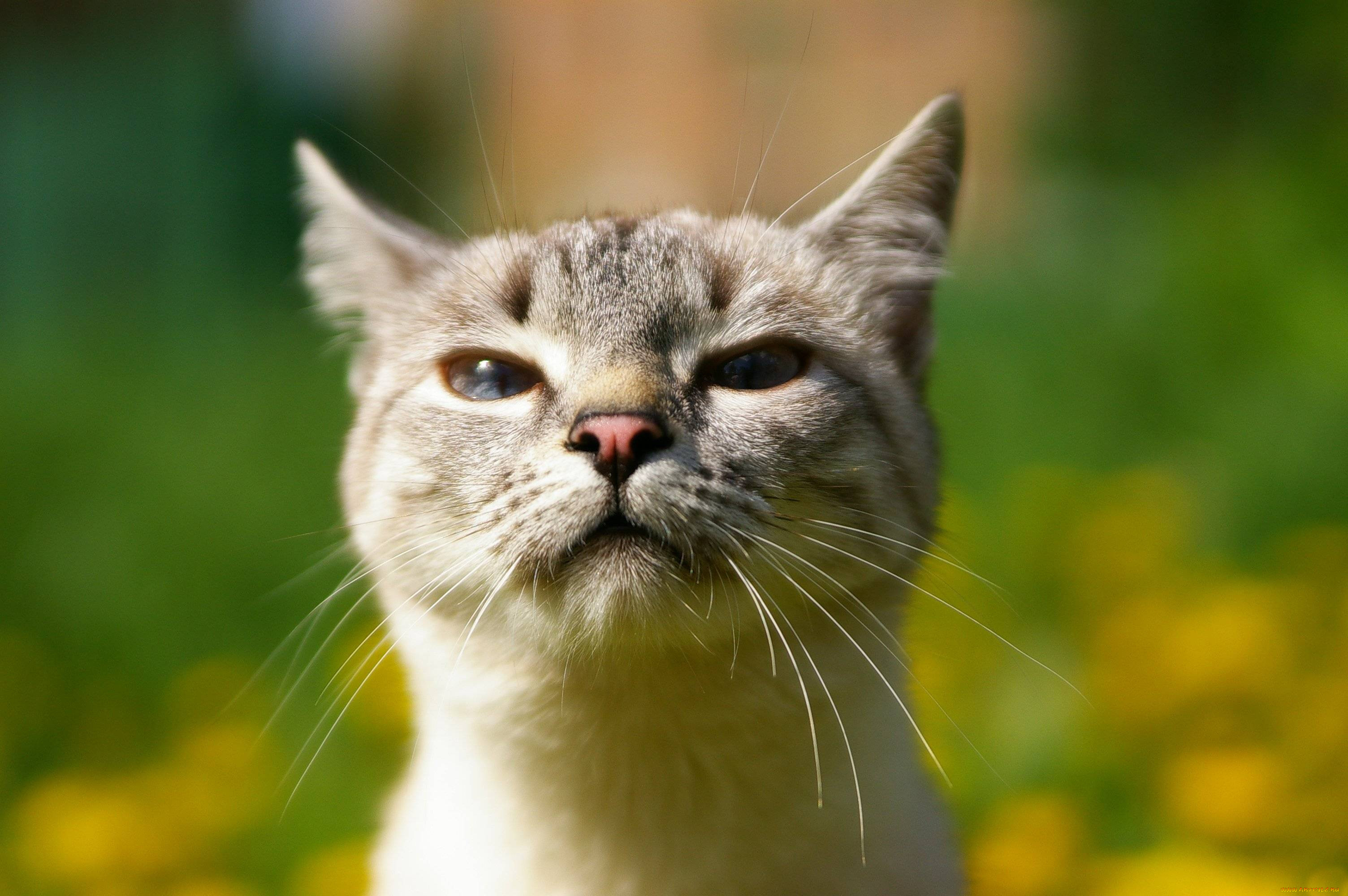 животные, коты, голова