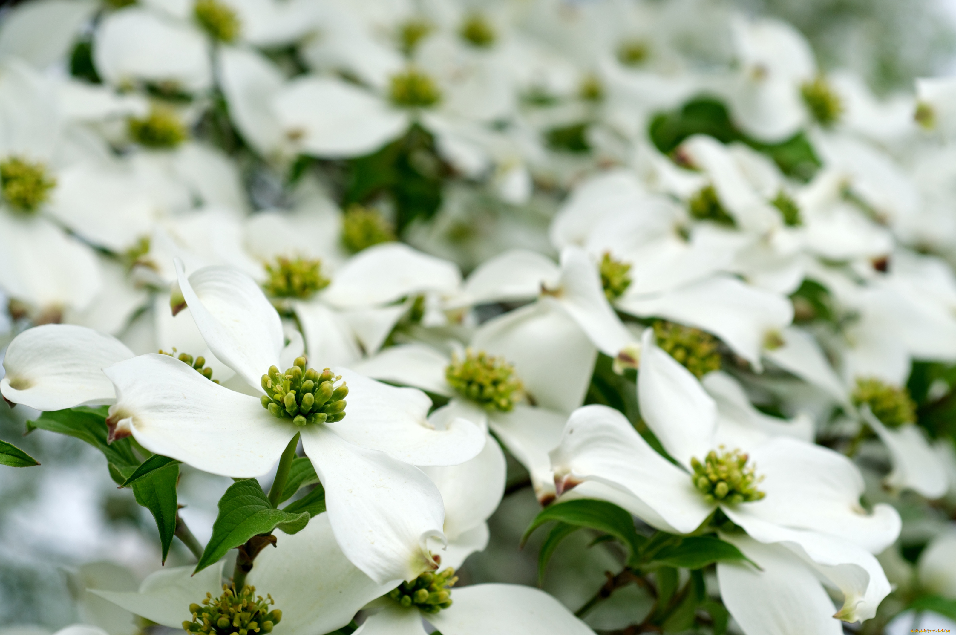 цветы, кизил, цветение