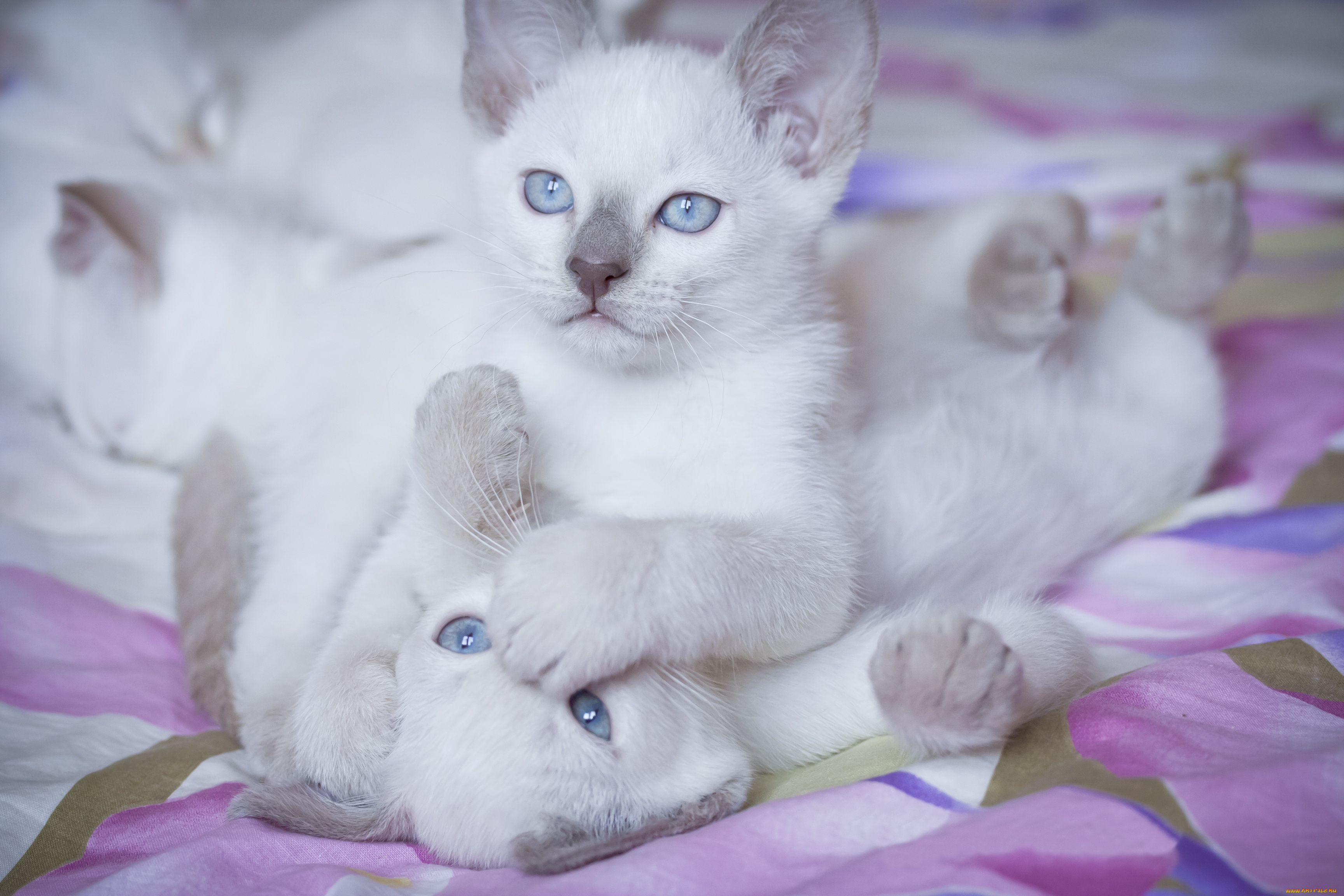 животные, коты, котята