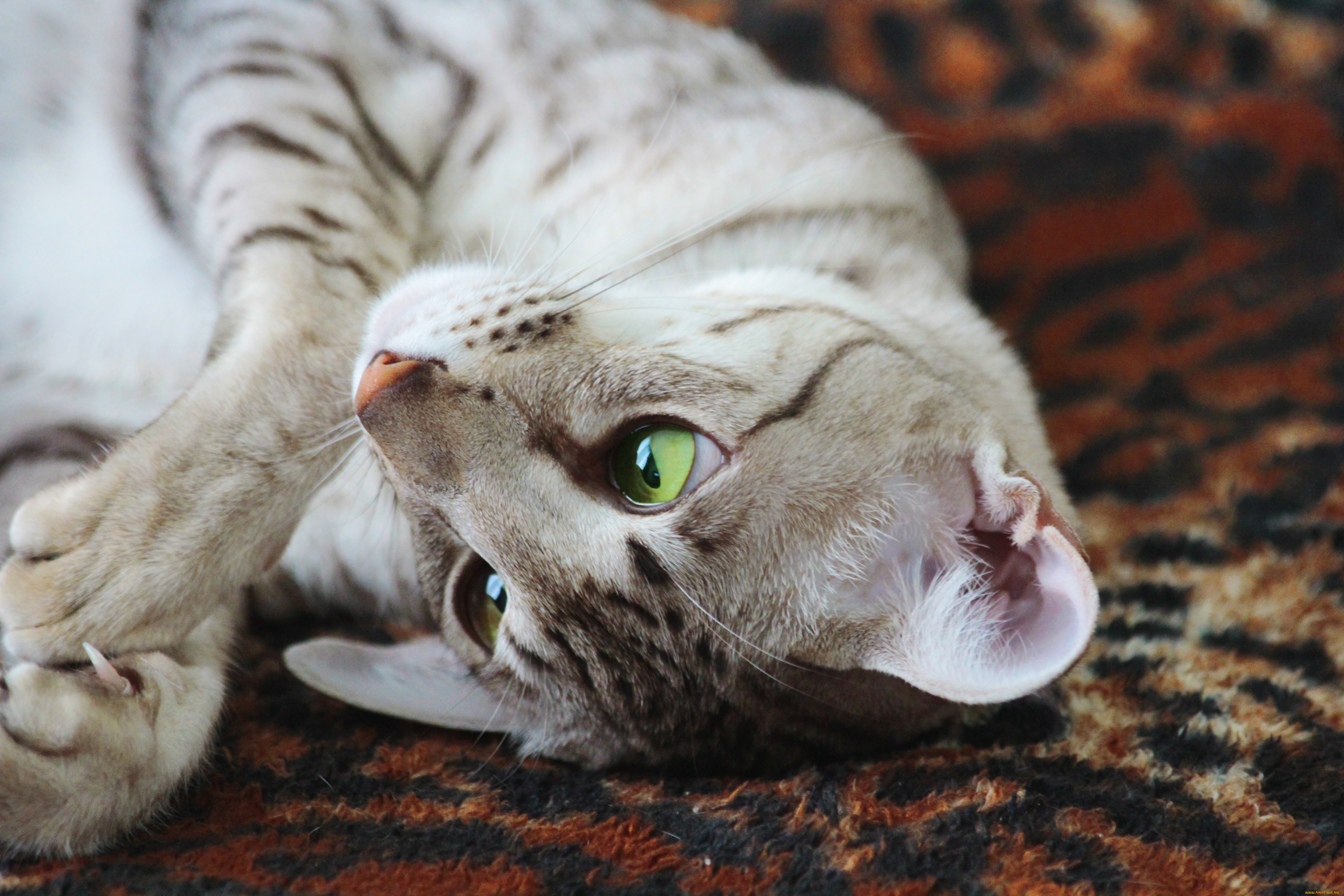 животные, коты, коготь