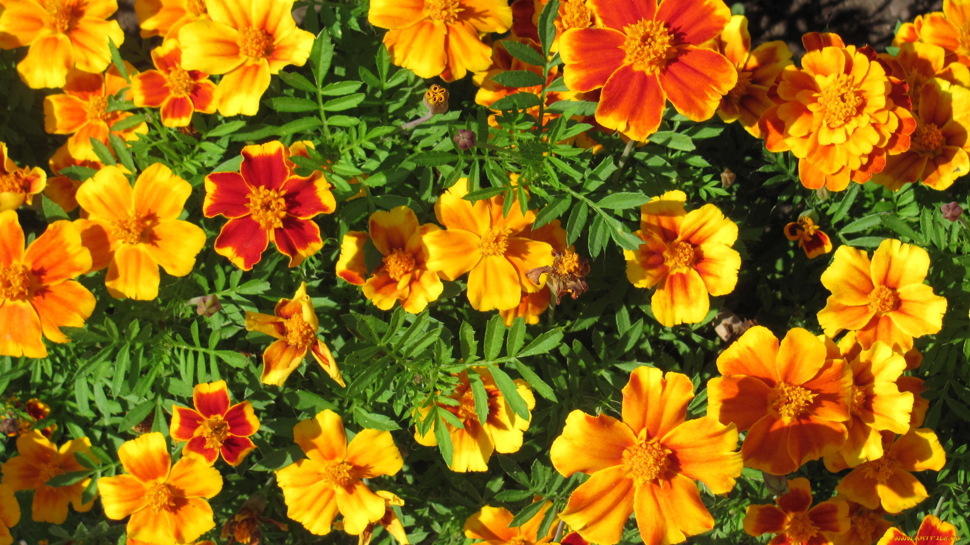 цветы, бархатцы, яркие