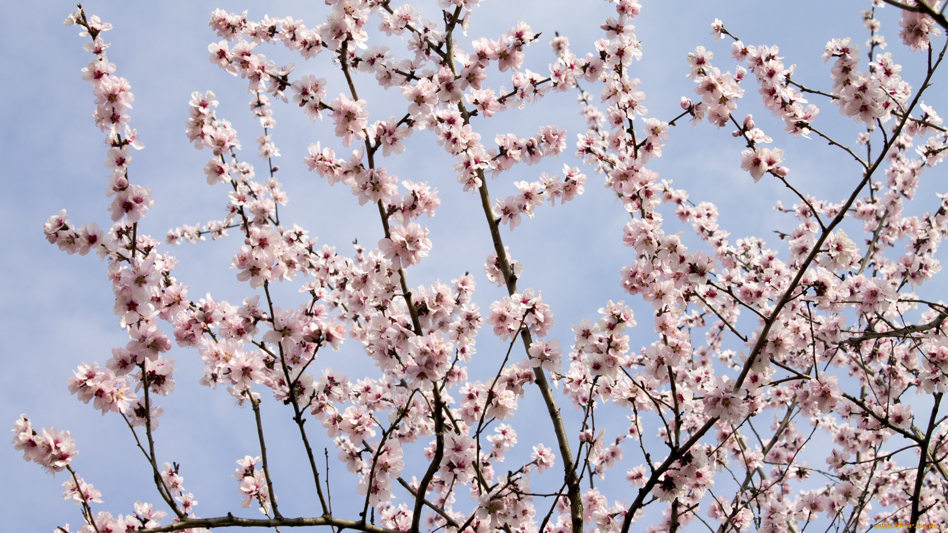 цветы, цветущие, деревья, , , кустарники, лепестки, ветки