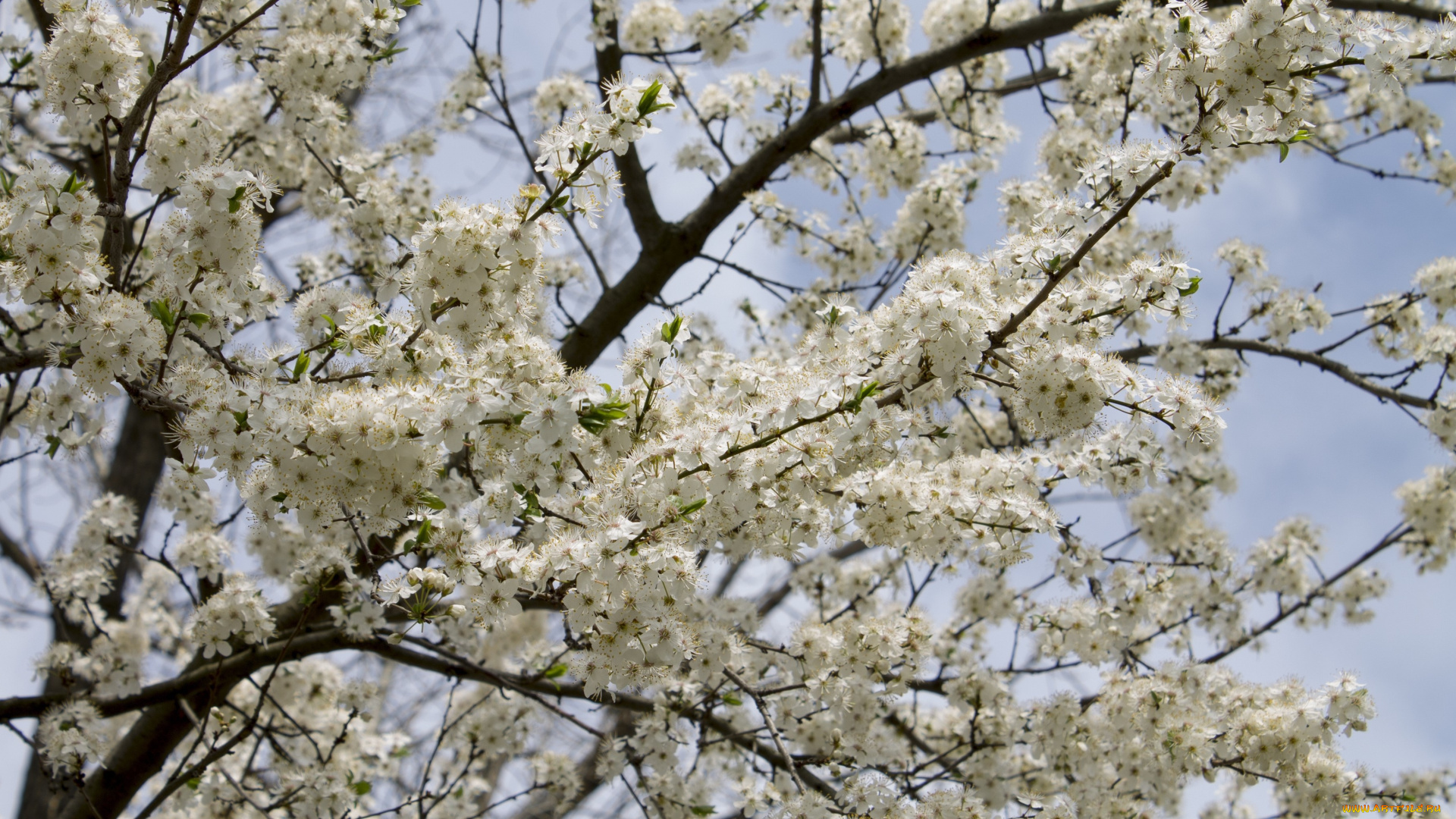 цветы, цветущие, деревья, , , кустарники, лепестки, ветки