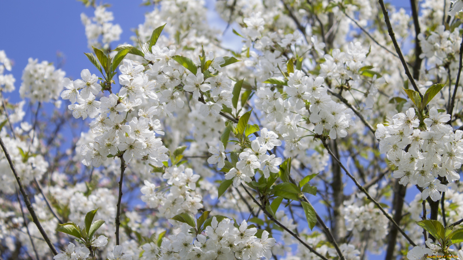 цветы, цветущие, деревья, , , кустарники, небо, ветка