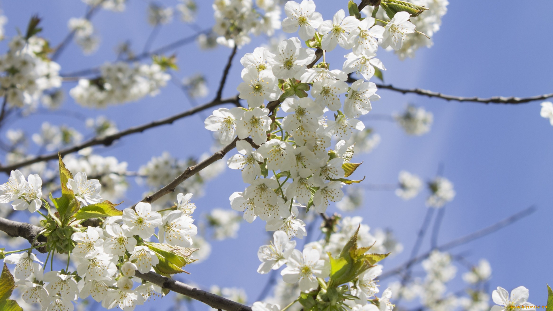 цветы, цветущие, деревья, , , кустарники, небо, ветка