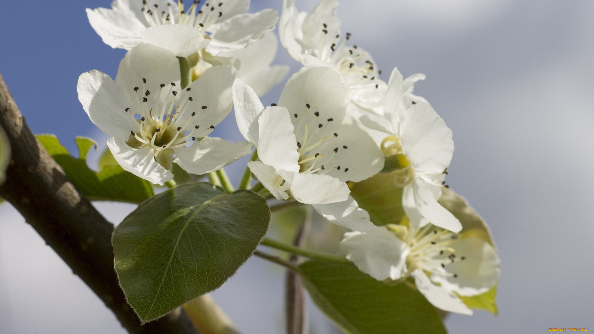 цветы, цветущие, деревья, , , кустарники, ветка, небо