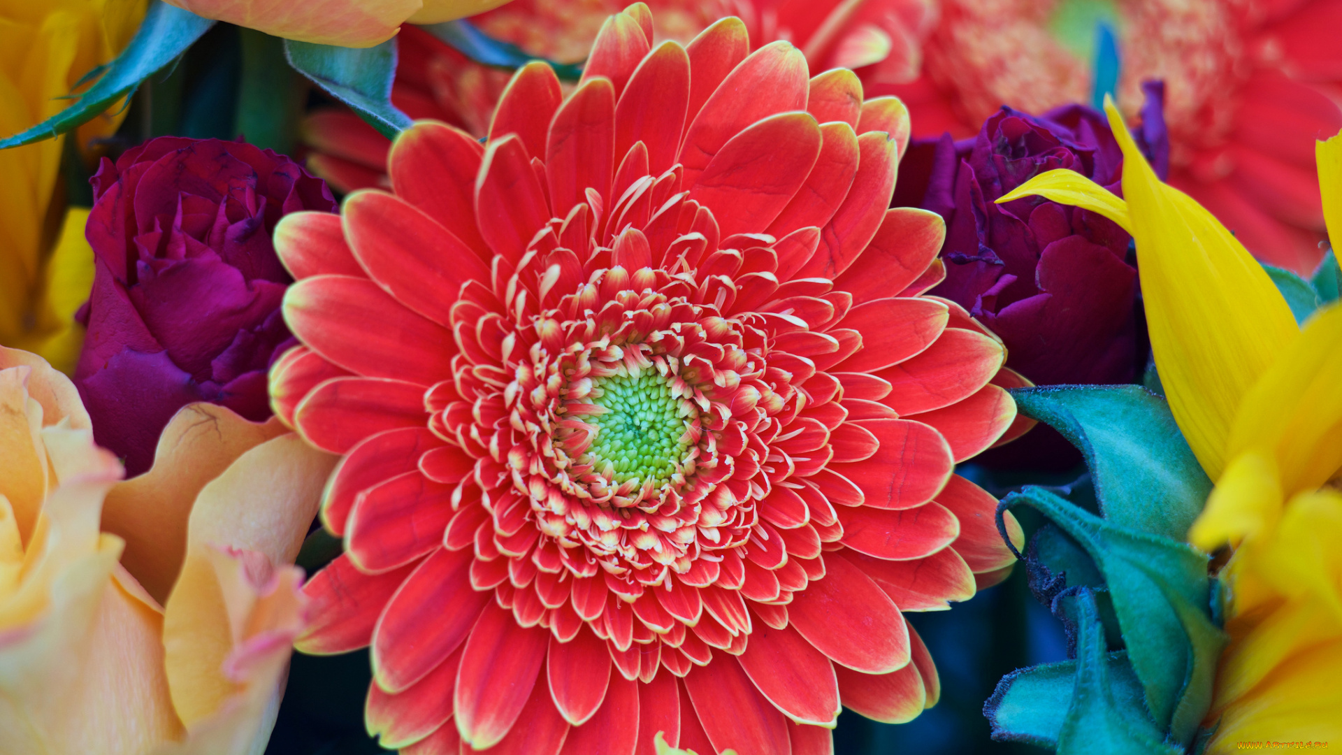 цветы, герберы, ковер, текстура, лепестки, природа