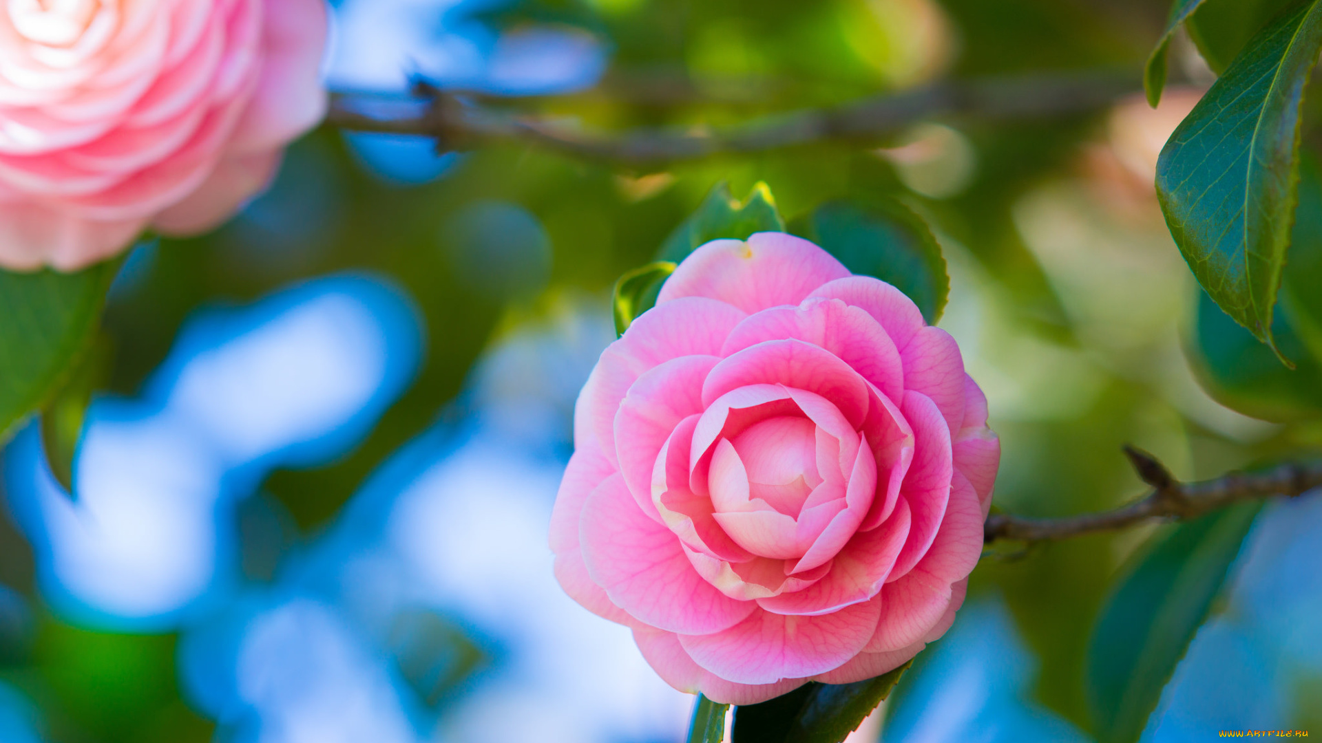 цветы, камелии, розовый, макро, дерево, камелия