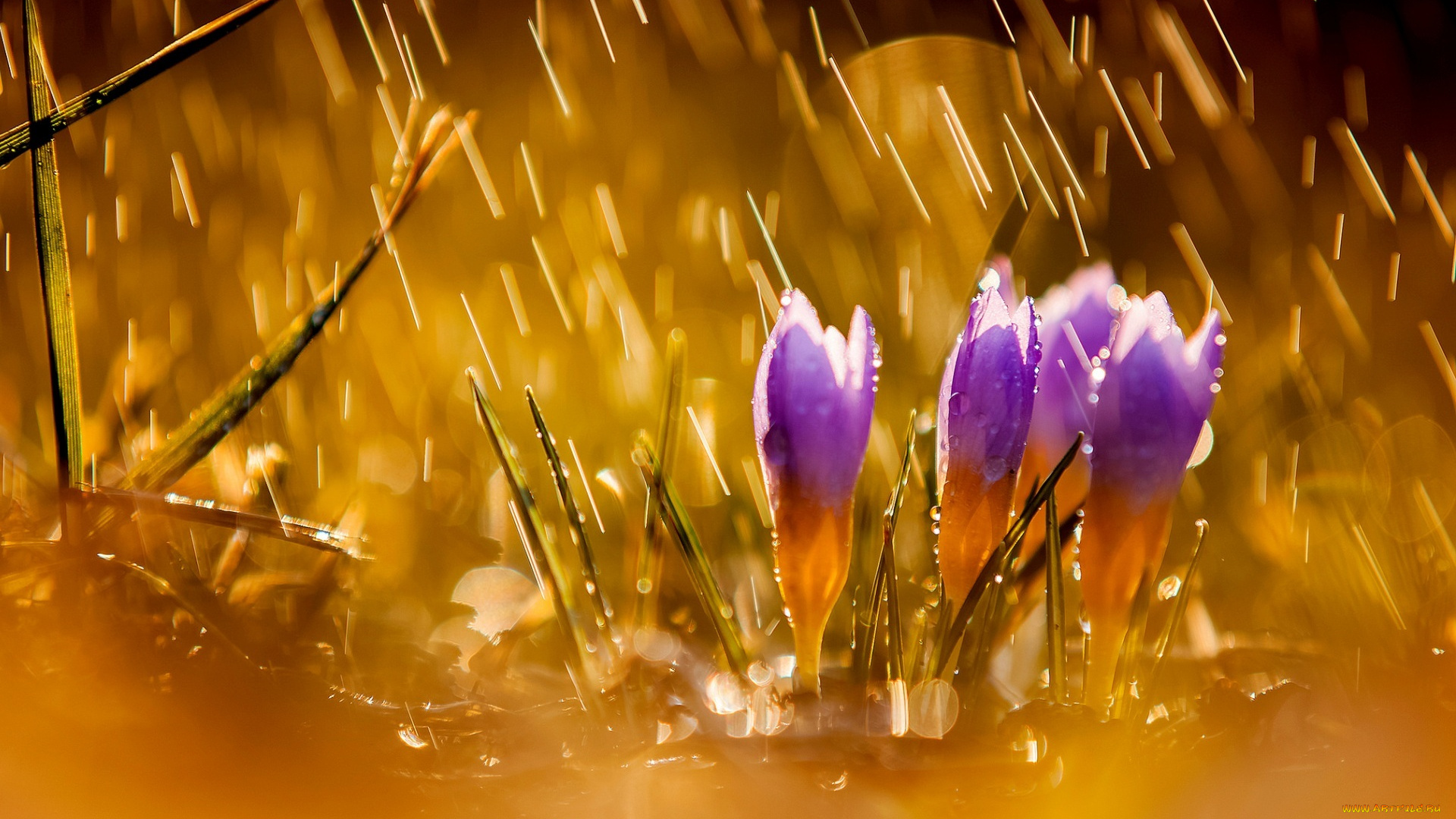 цветы, крокусы, природа, дождь
