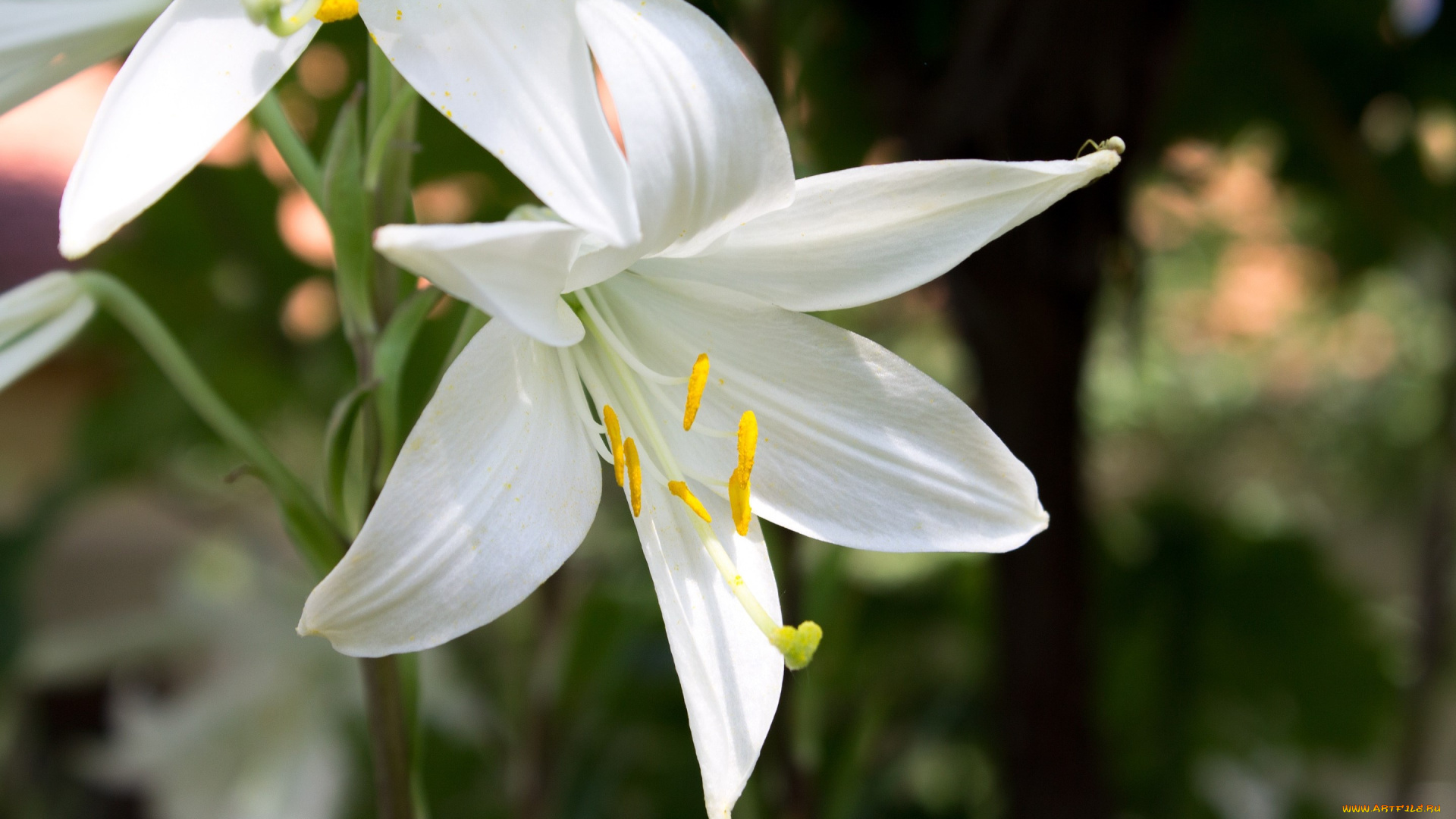 цветы, лилии, , лилейники, лепестки