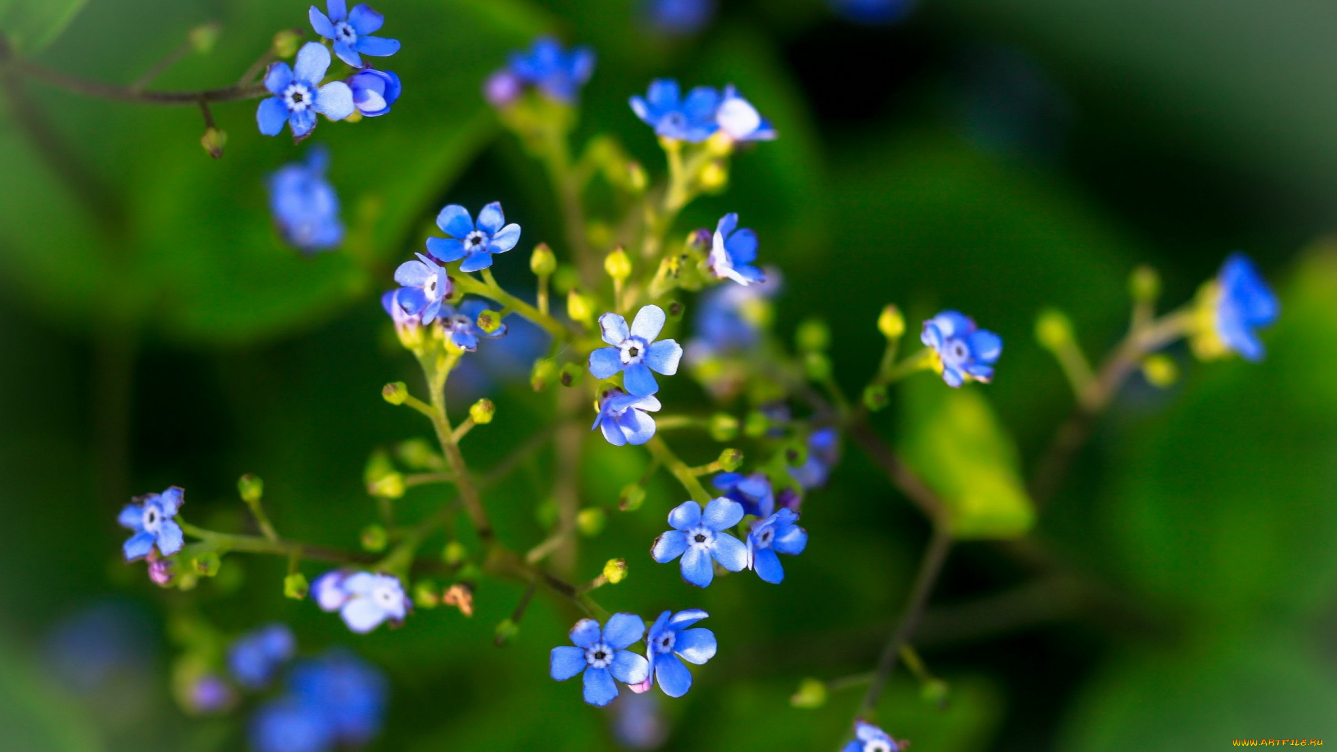 цветы, луговые, , полевые, , цветы, фон, природа