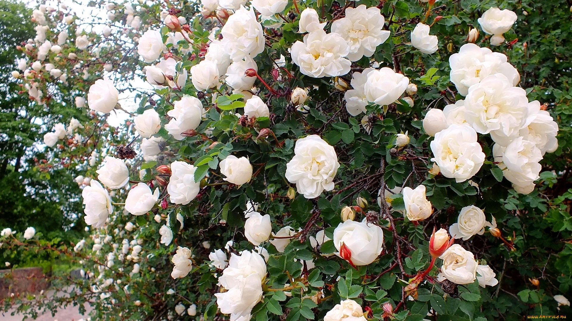 цветы, розы, белый