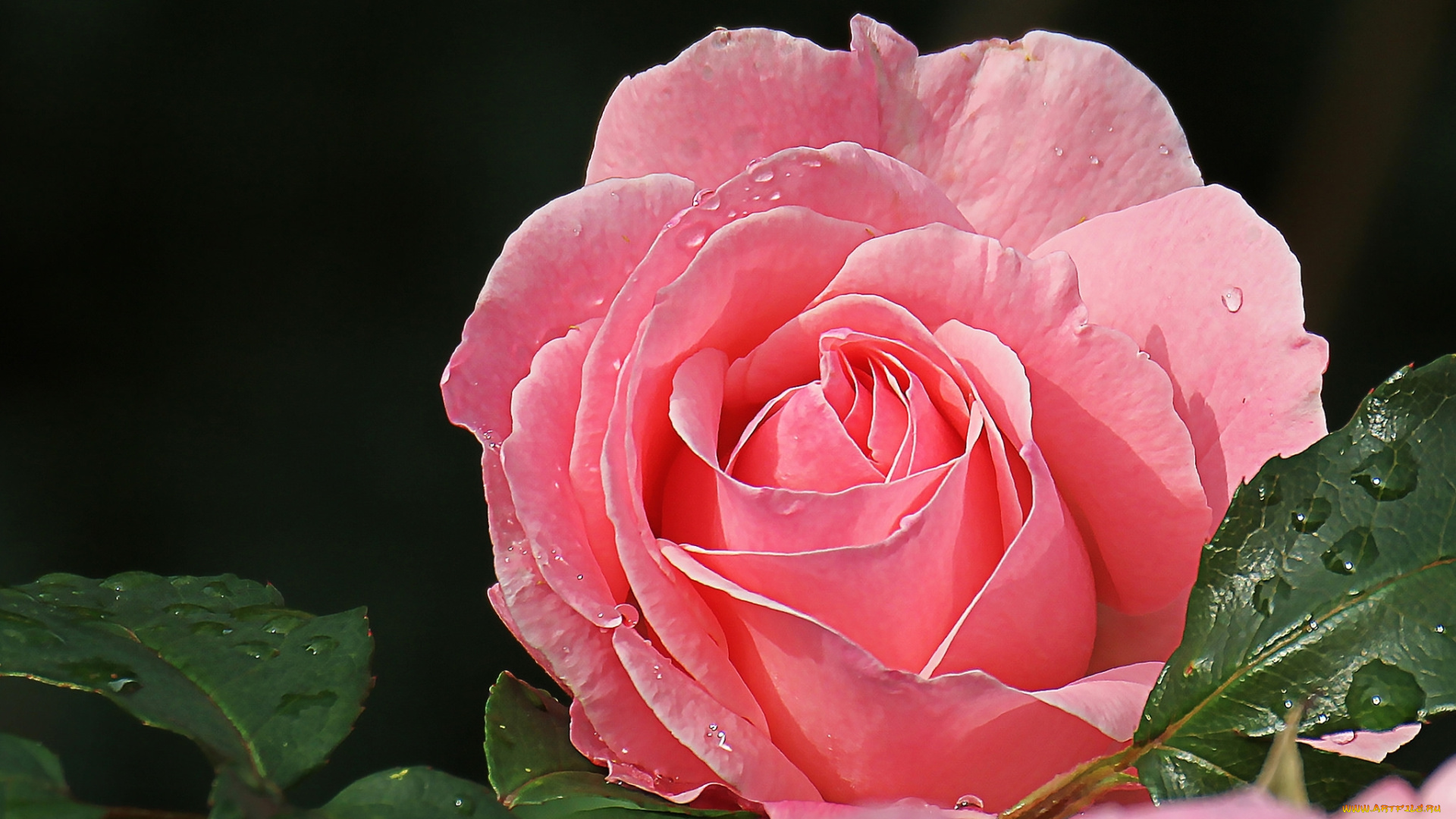 цветы, розы, роза, красавица, макро, лепестки, розовый