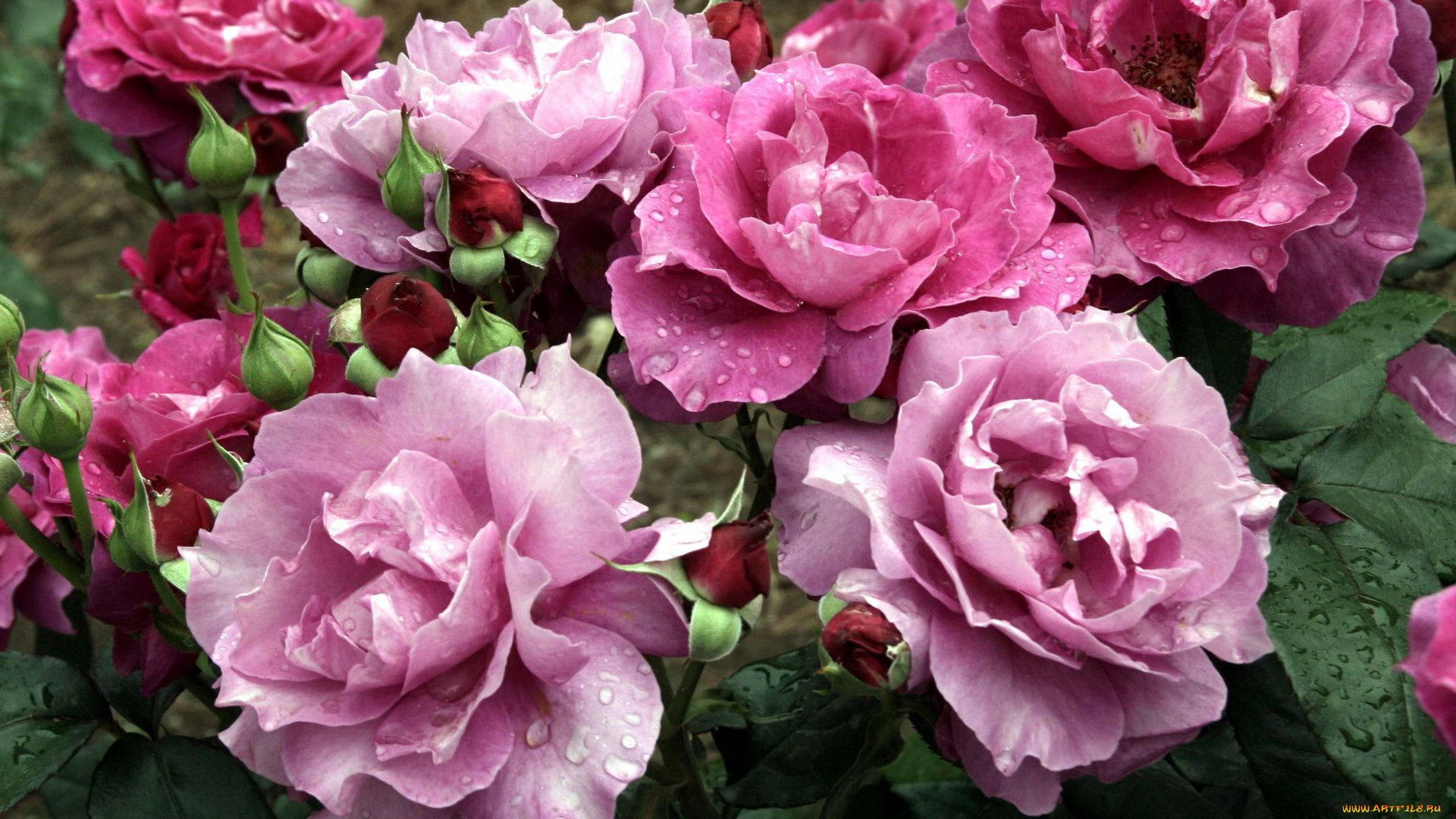 цветы, розы, розовый