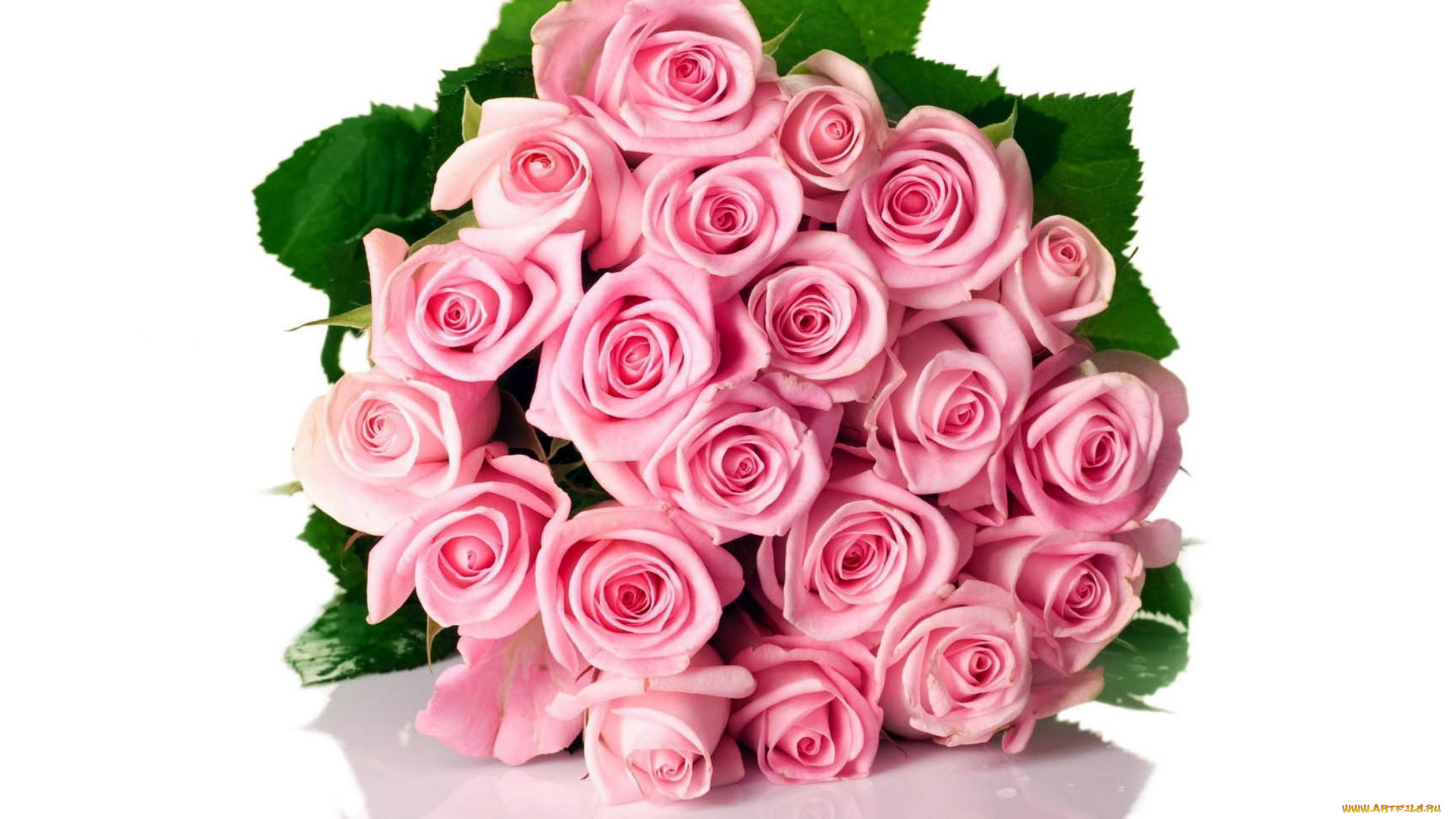 цветы, розы, розовый