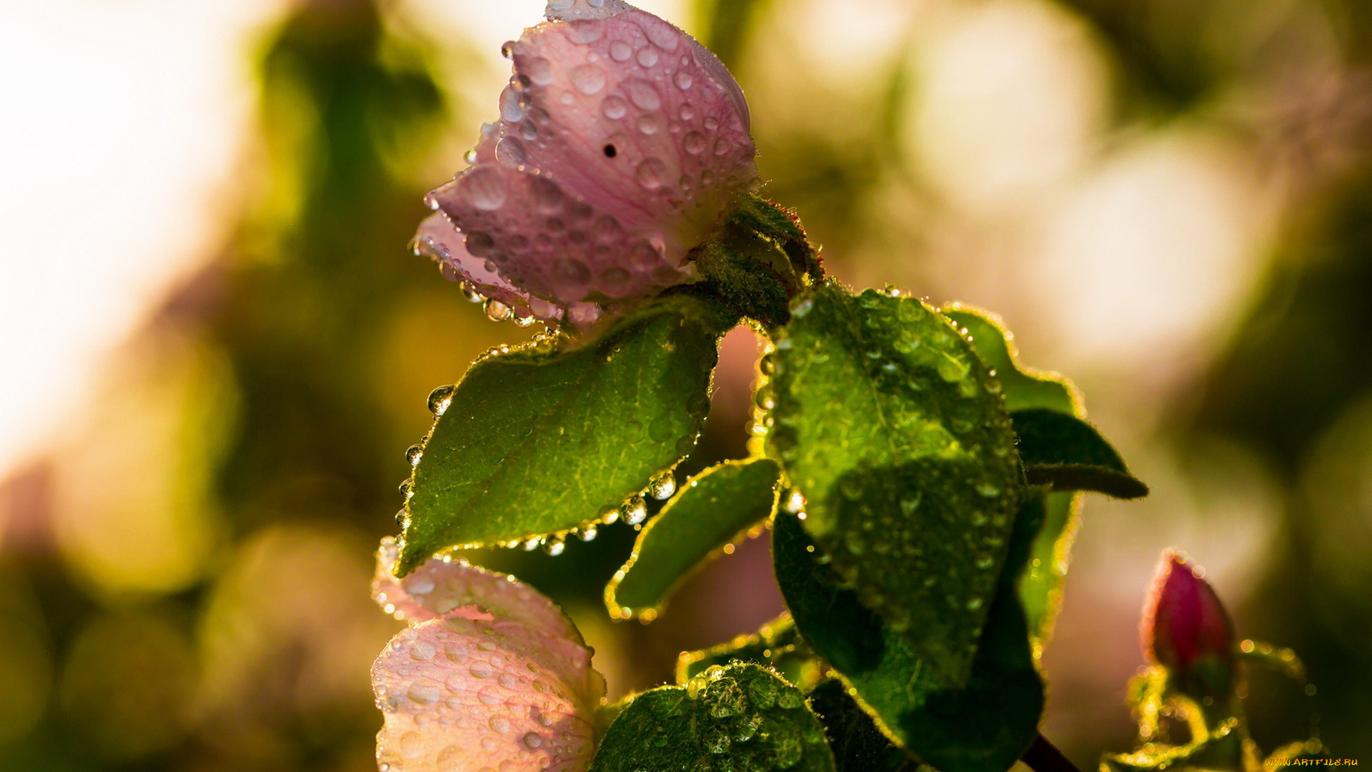 цветы, розы, закат, капли, роза