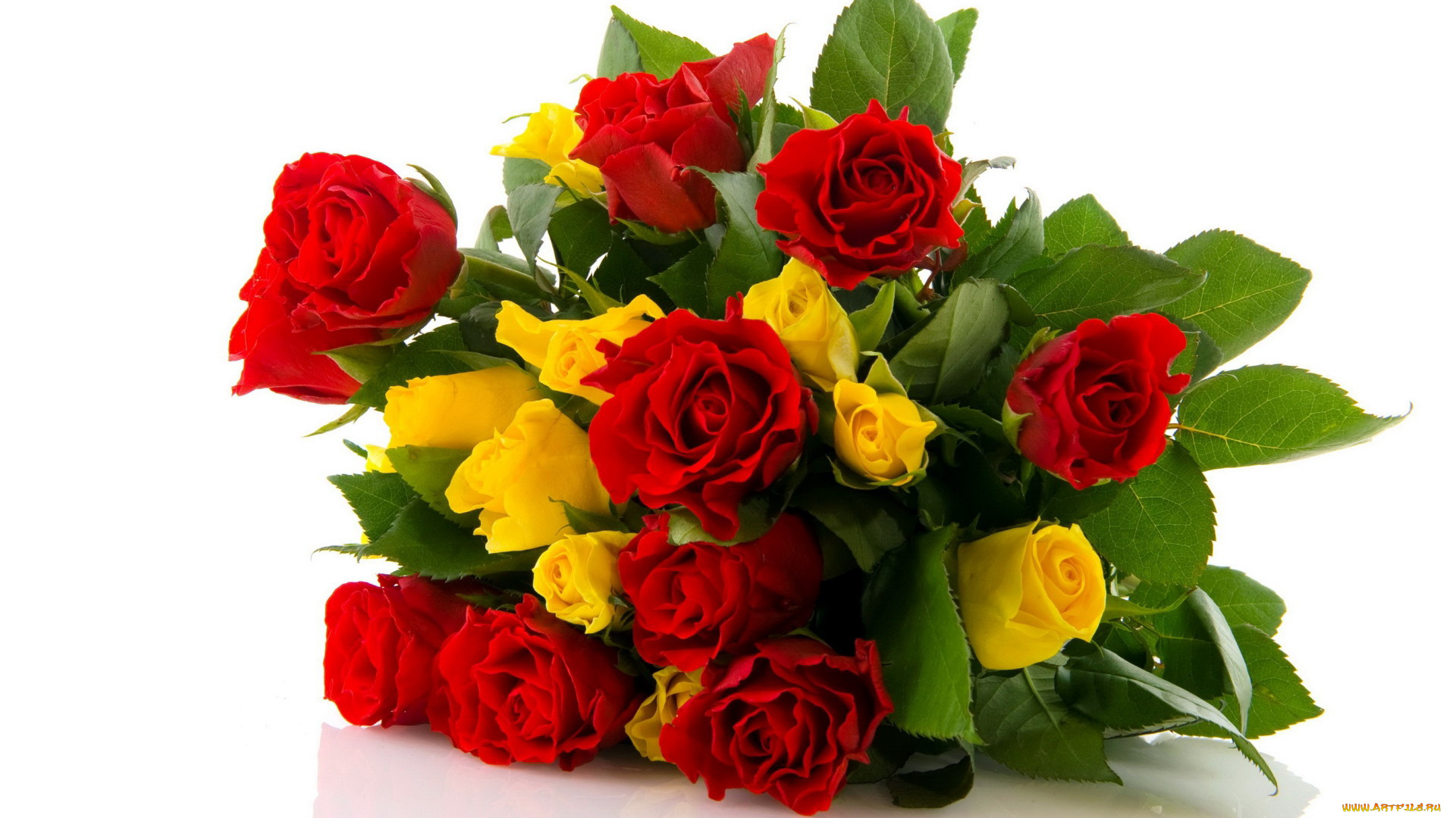 цветы, розы, желтый, красный