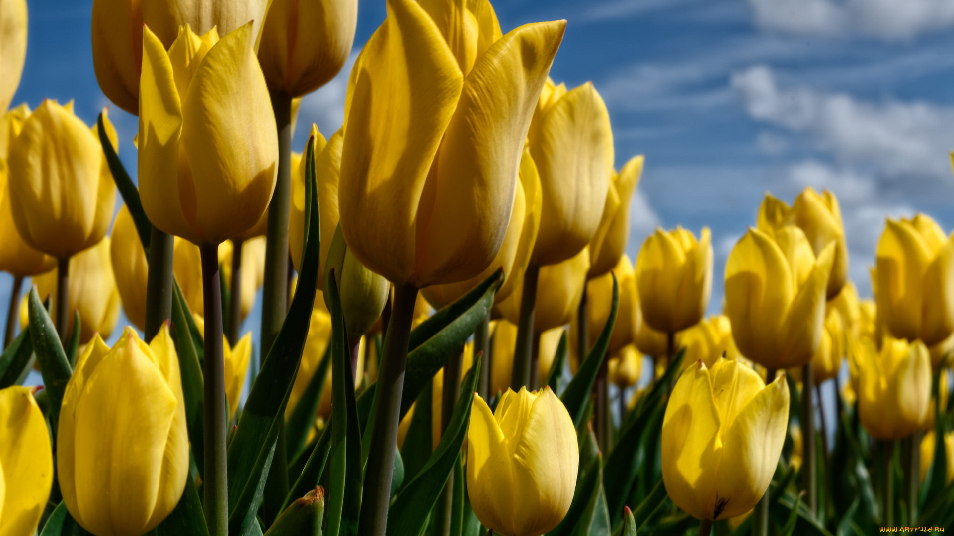 цветы, тюльпаны, природа