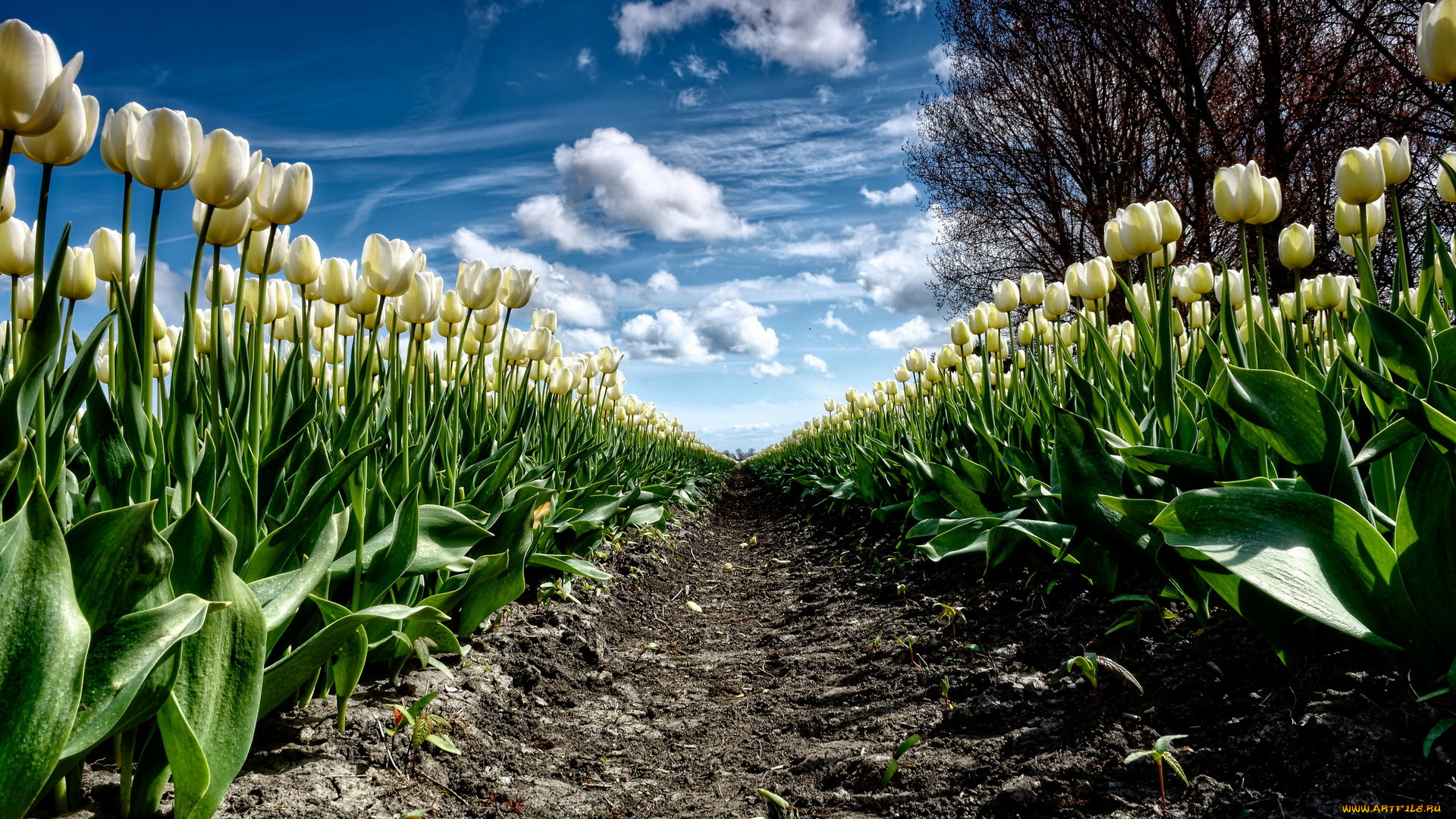 цветы, тюльпаны, природа, весна