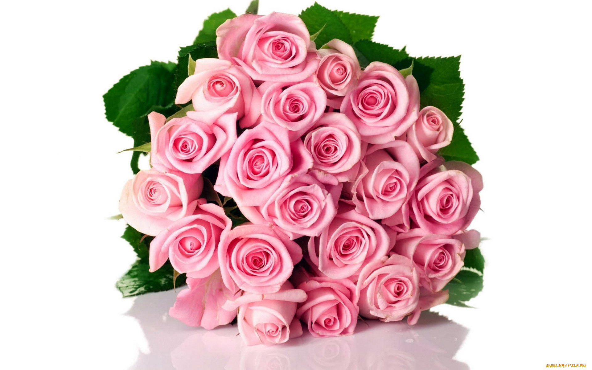 цветы, розы, розовый