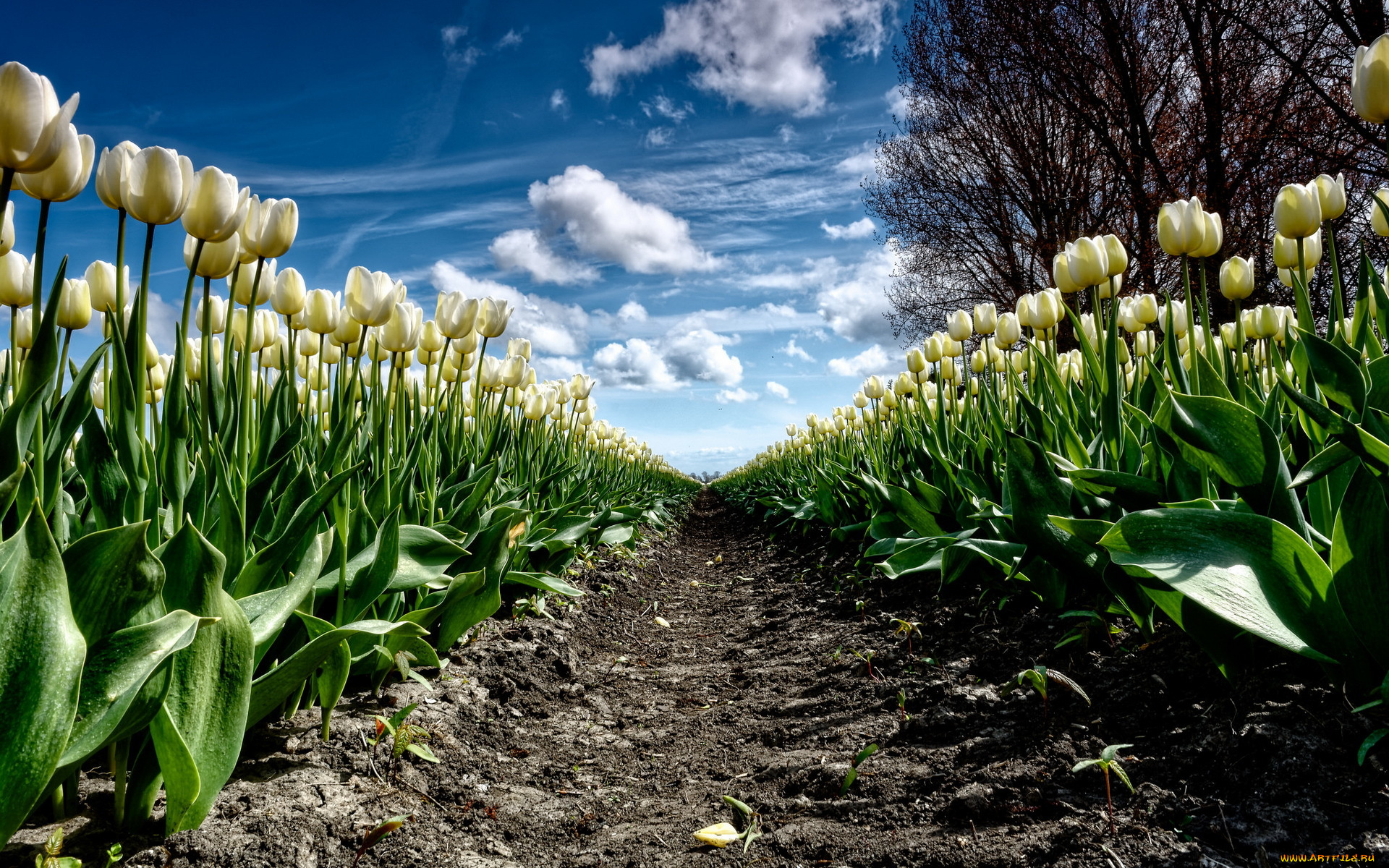 цветы, тюльпаны, природа, весна