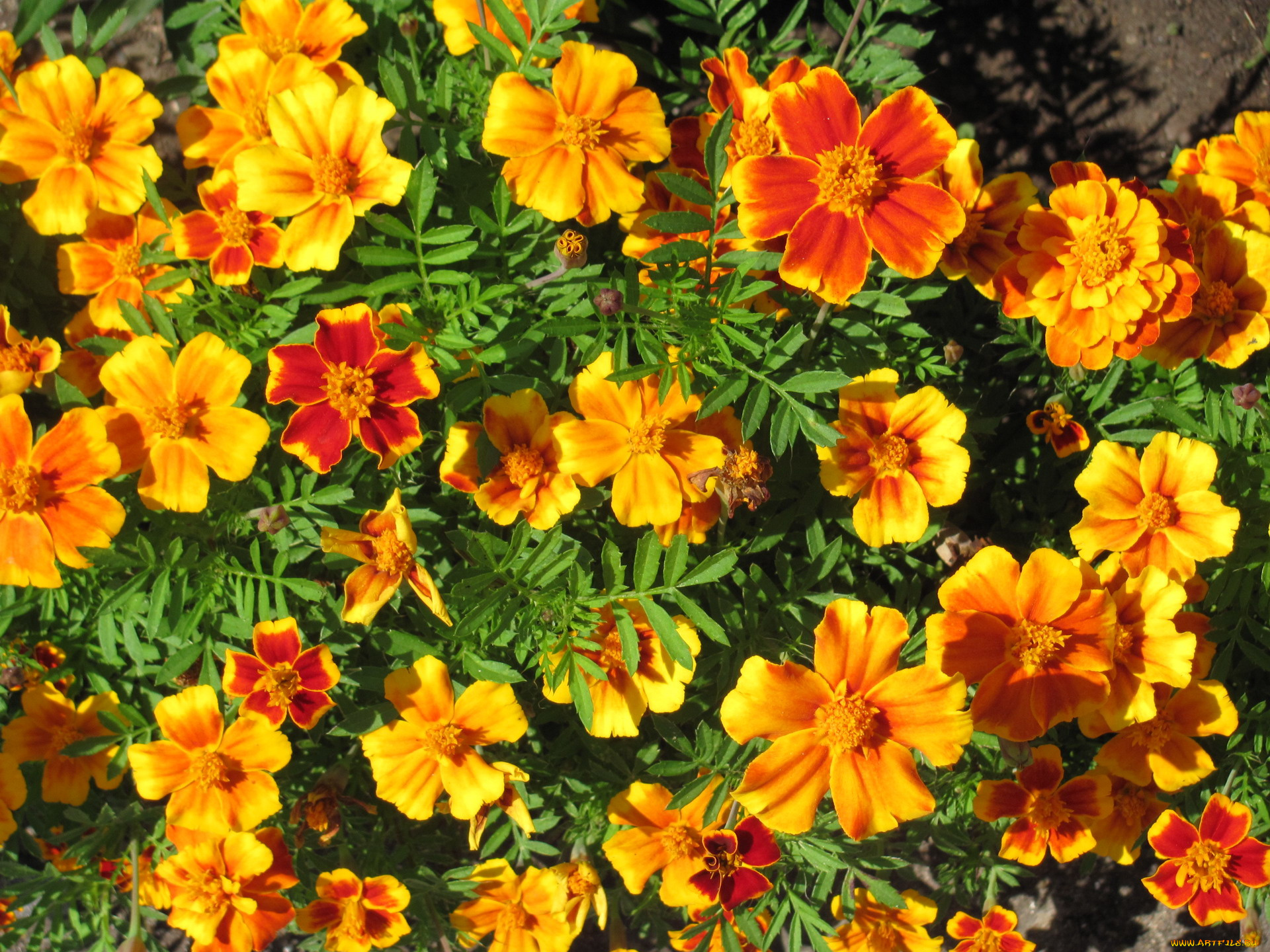 цветы, бархатцы, яркие