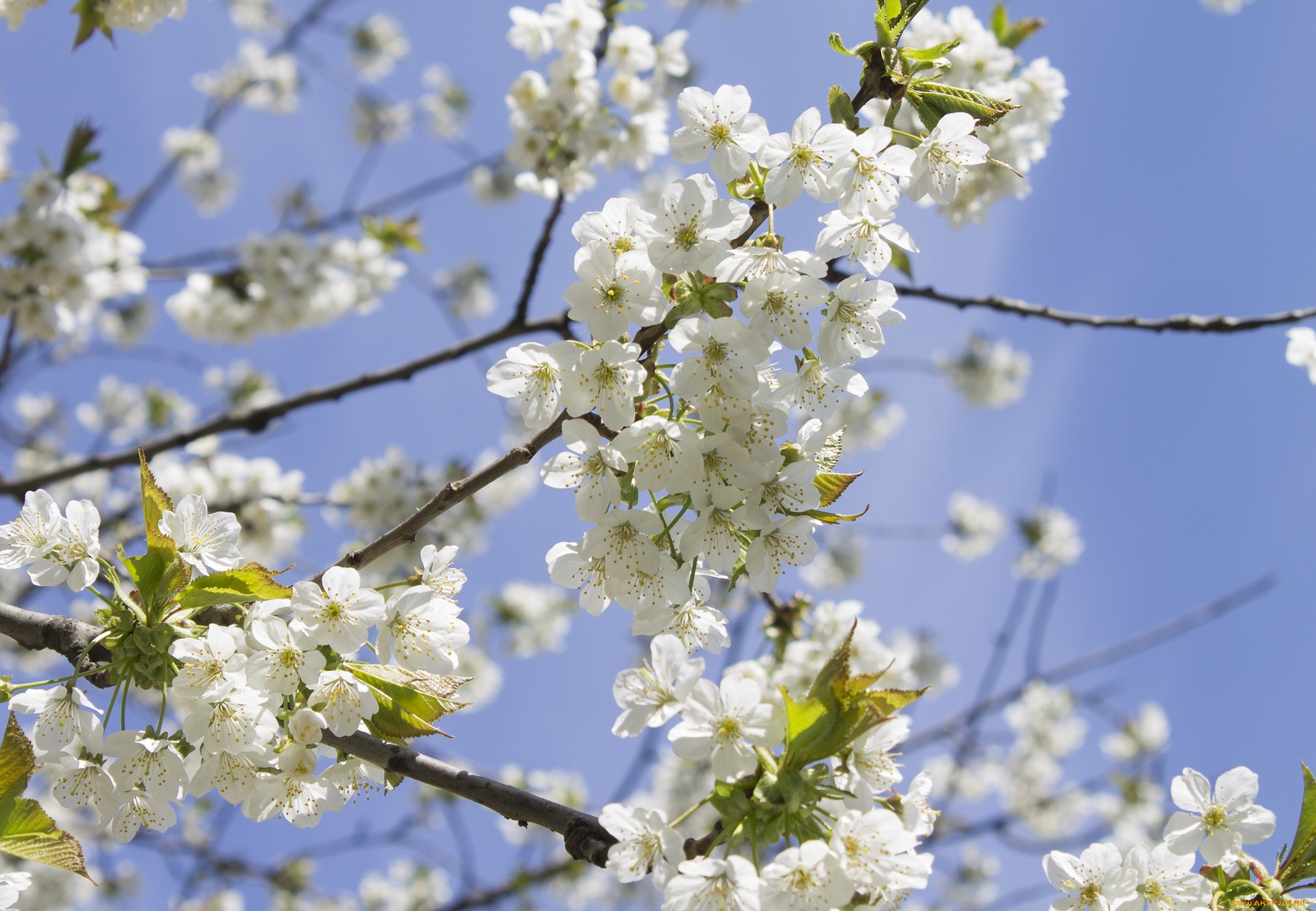 цветы, цветущие, деревья, , , кустарники, небо, ветка