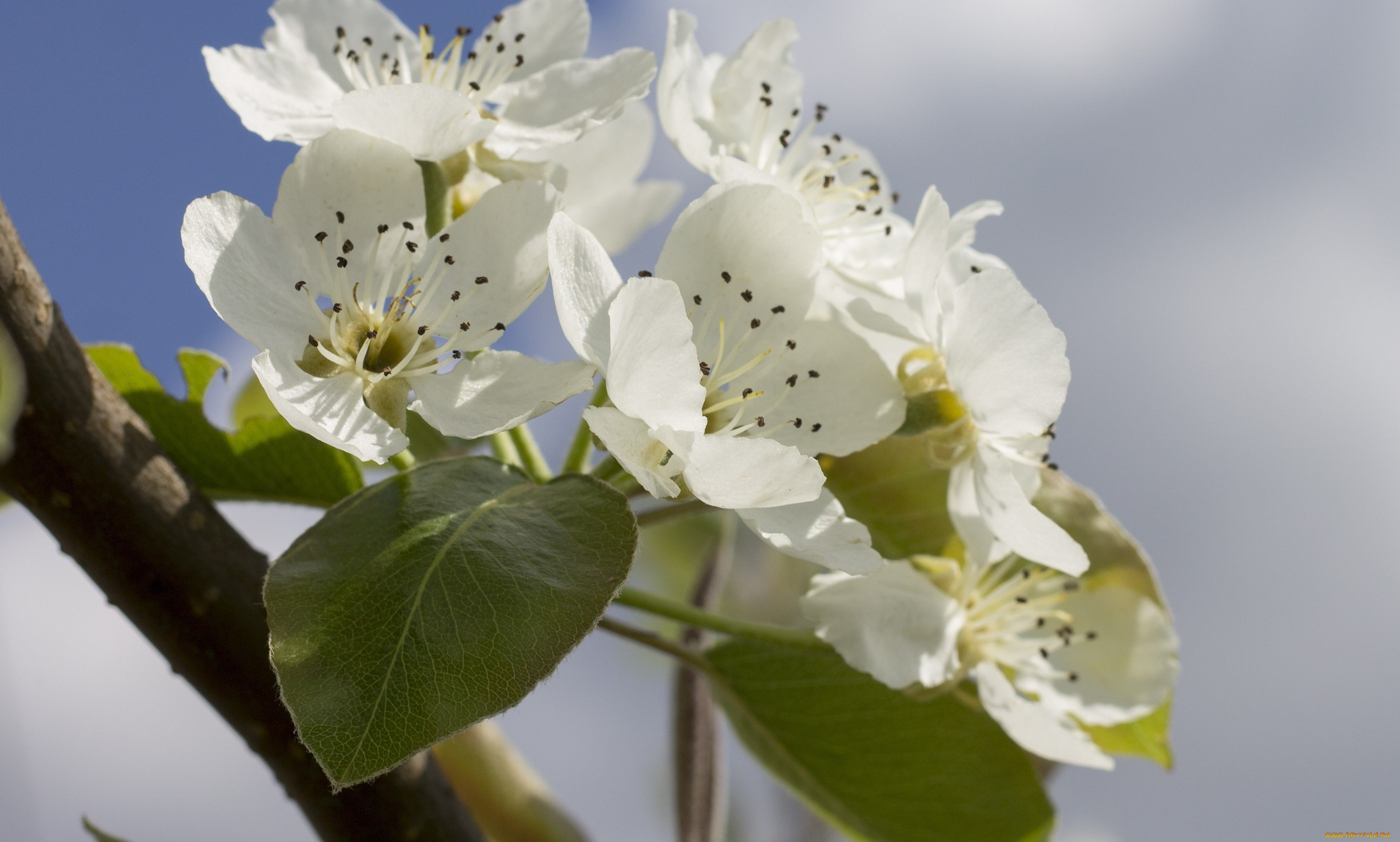 цветы, цветущие, деревья, , , кустарники, ветка, небо