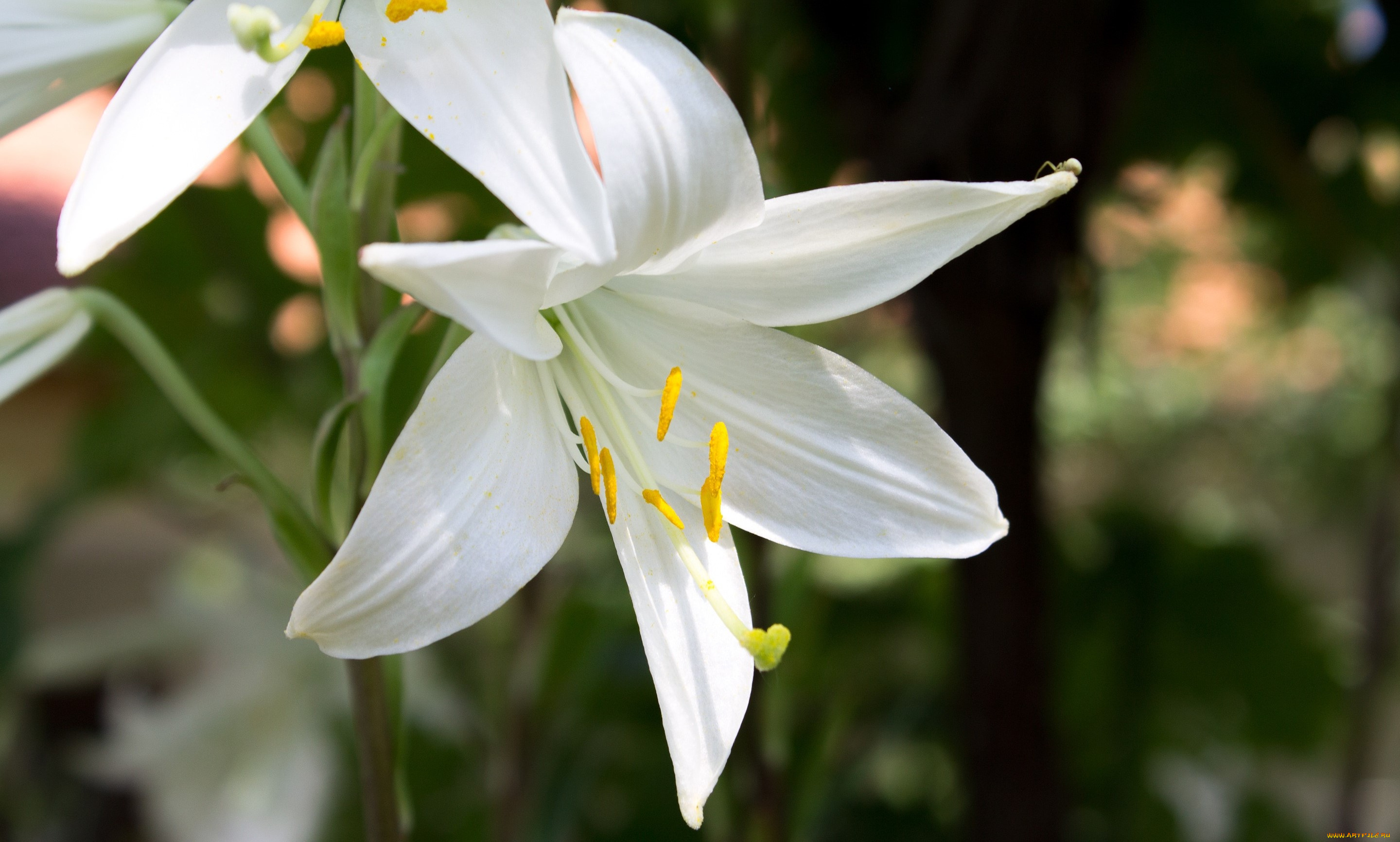 цветы, лилии, , лилейники, лепестки